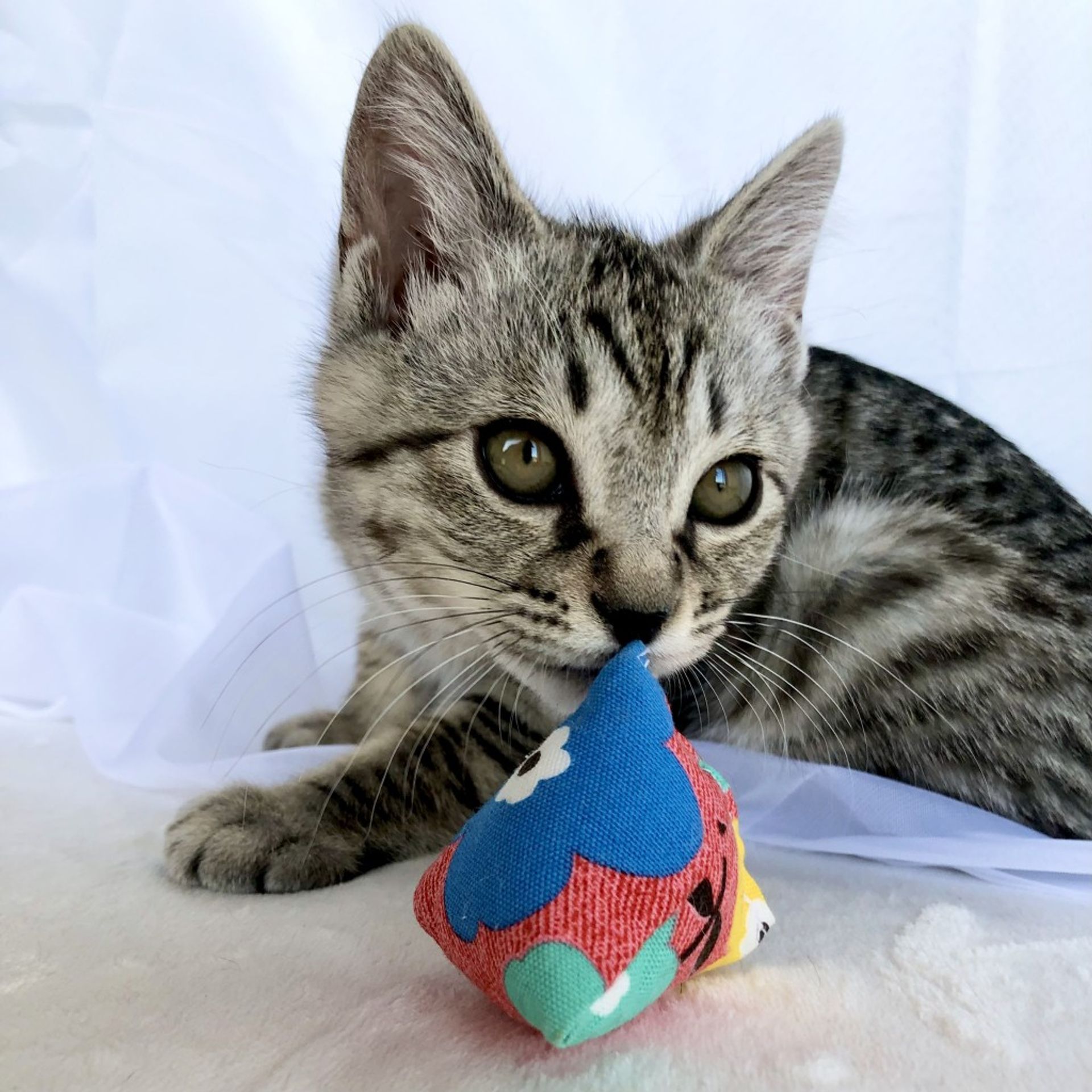 雑種（ミックス猫）・オスの里親募集の写真