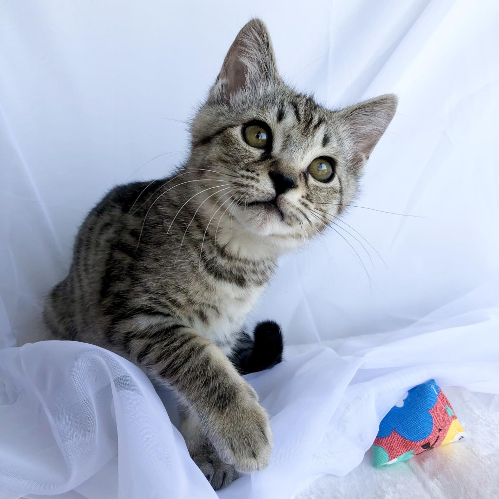 pet-image-8