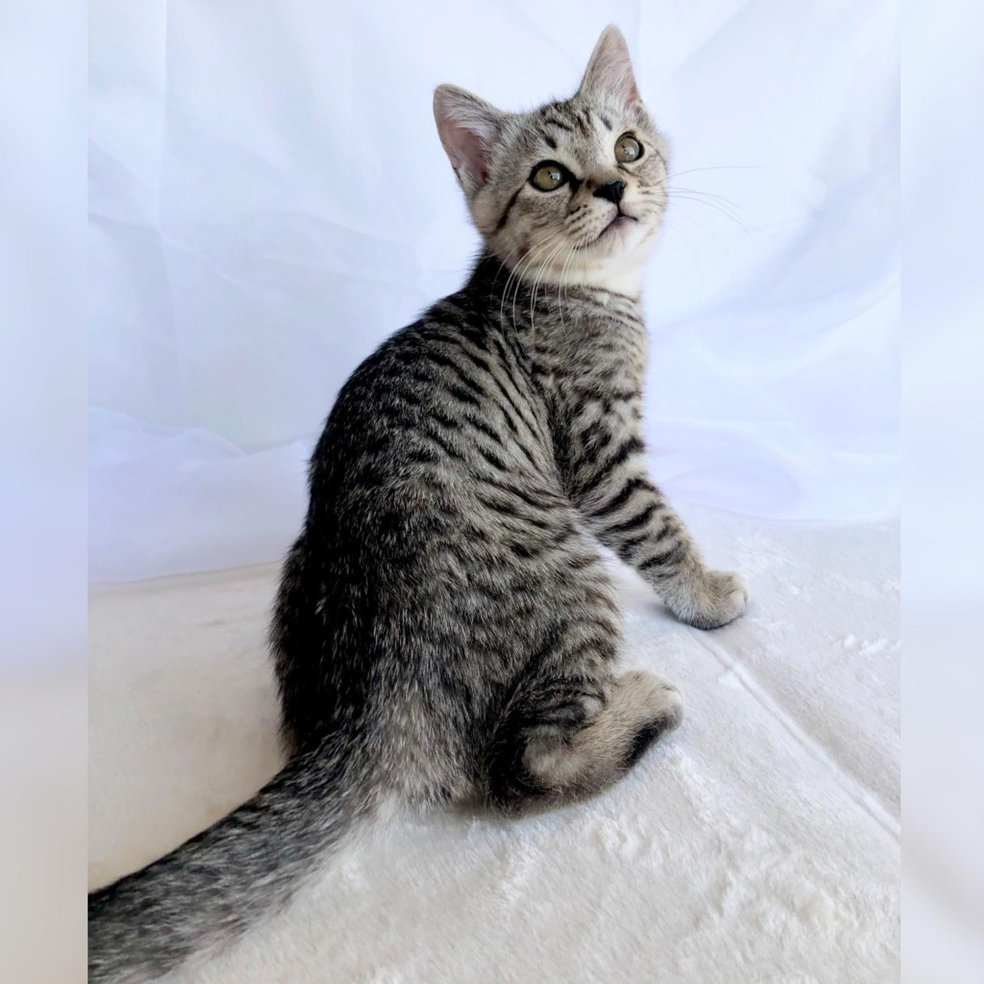 pet-image-5