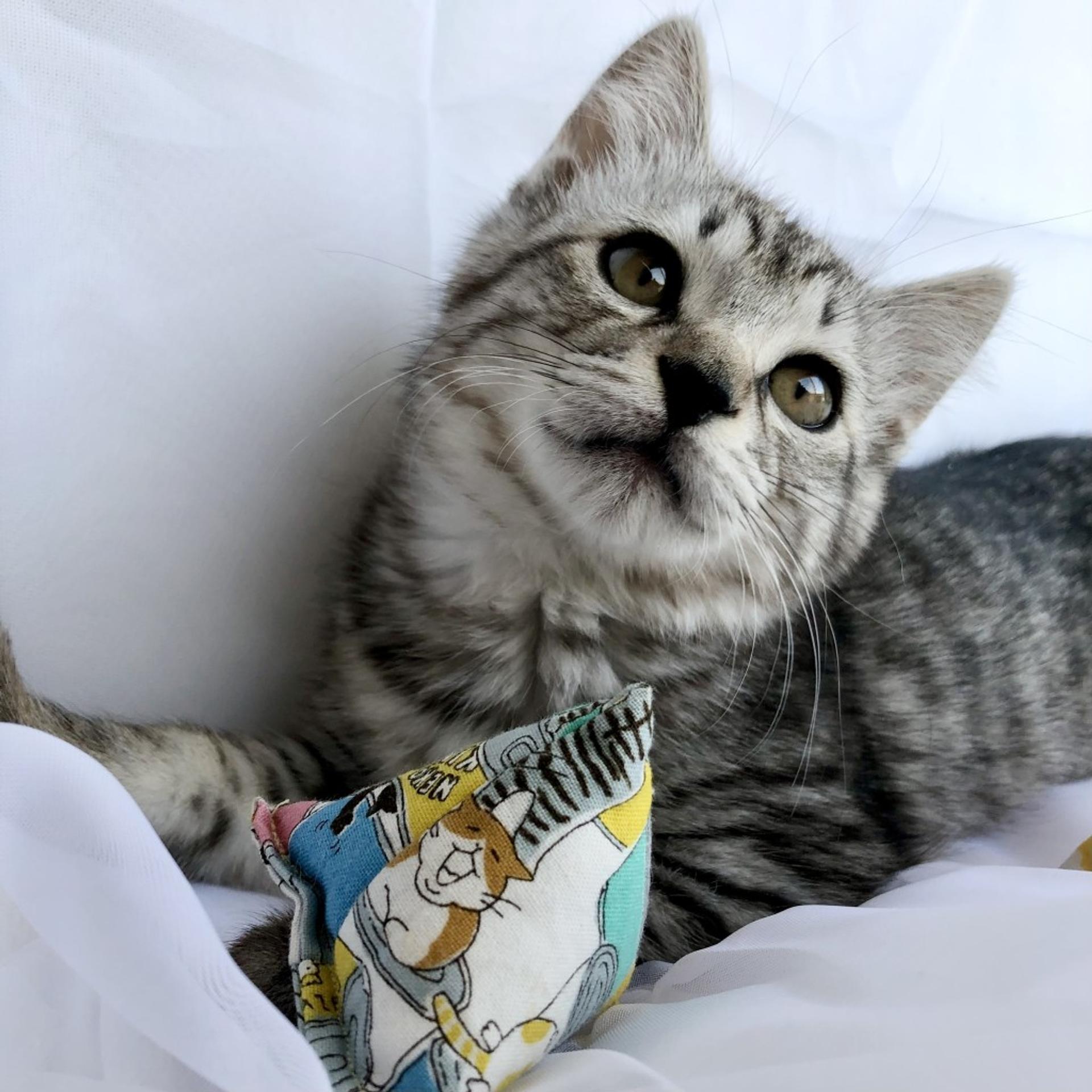 pet-image-5