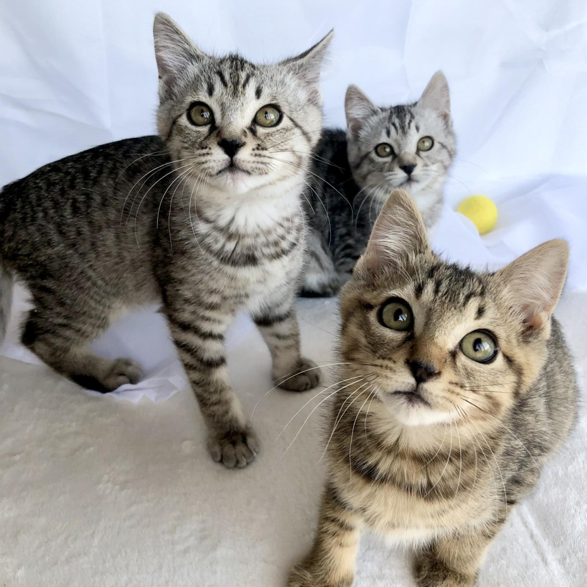 pet-image-9