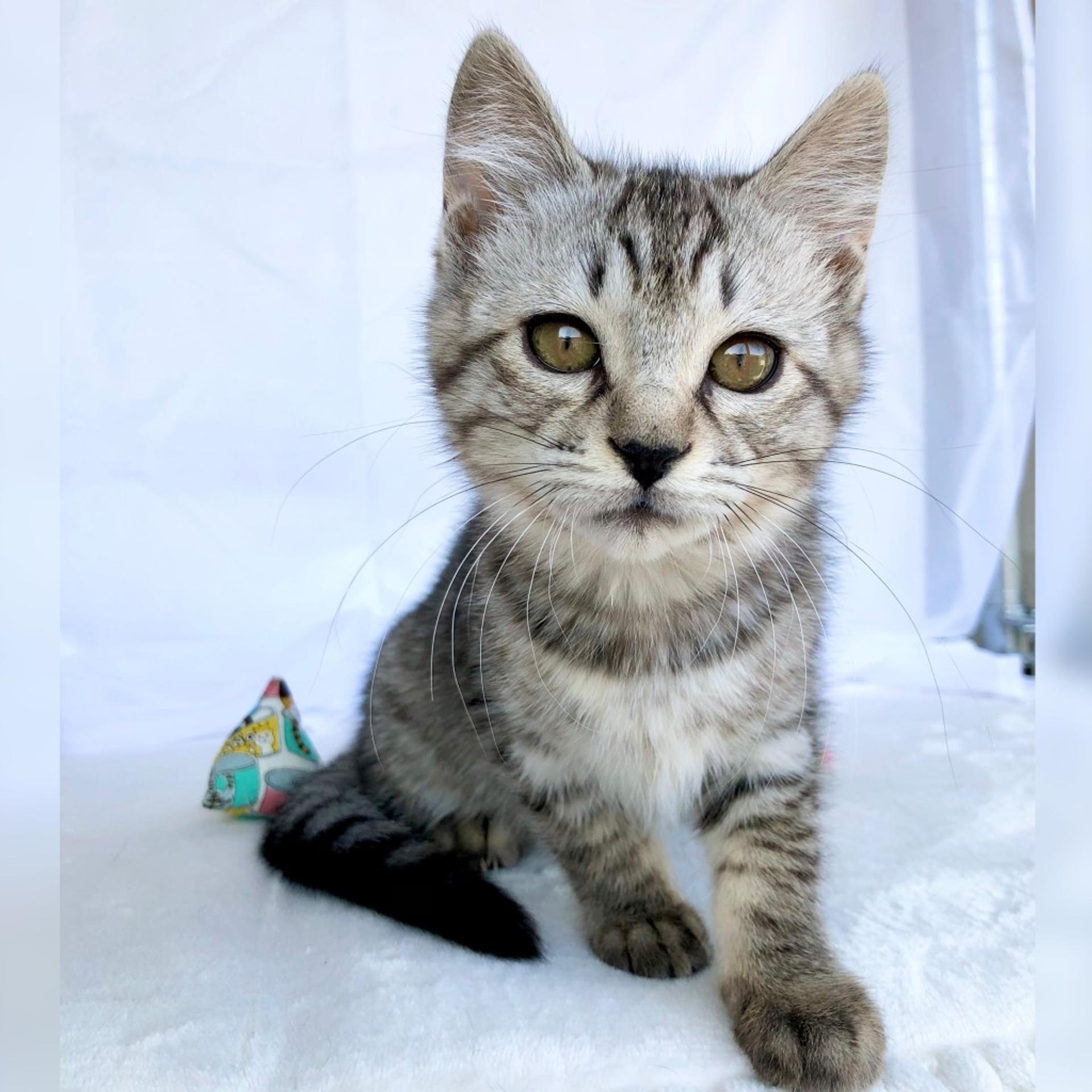 pet-image-8