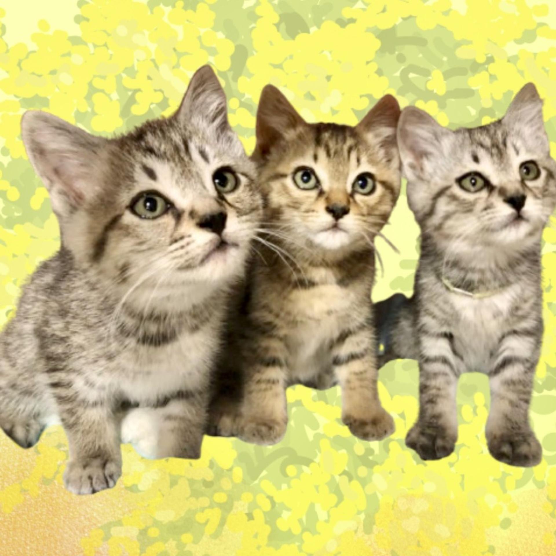 pet-image-4