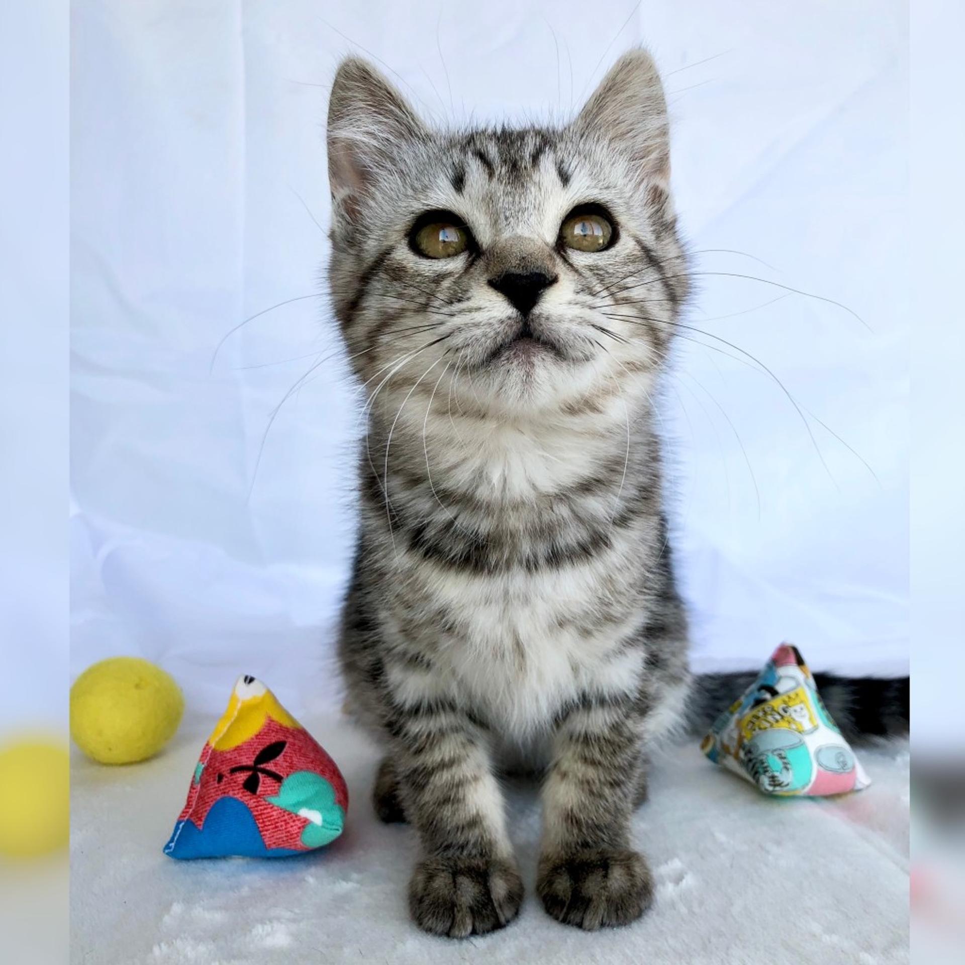 pet-image-3