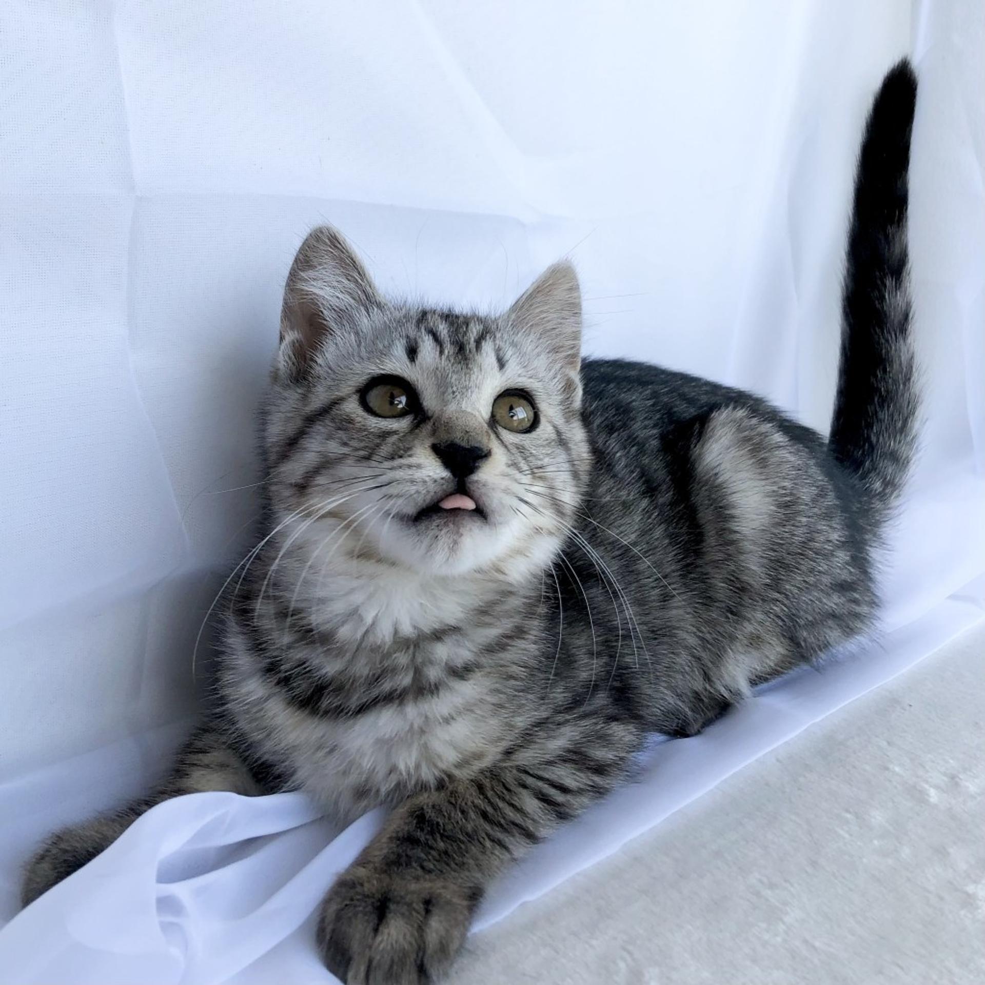 pet-image-6