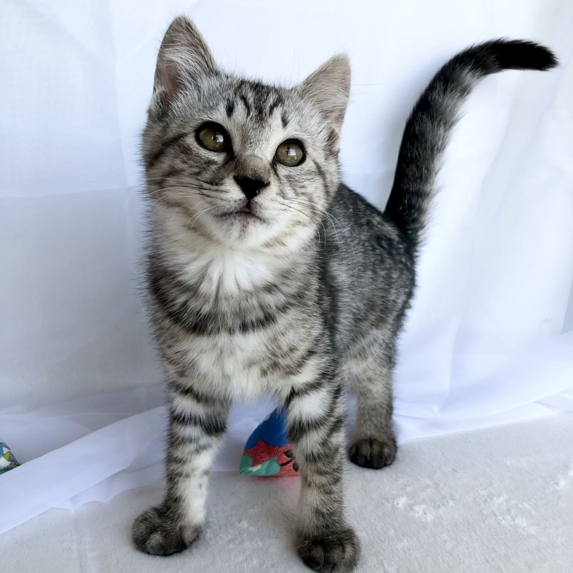 雑種（ミックス猫）・メスの里親募集の写真