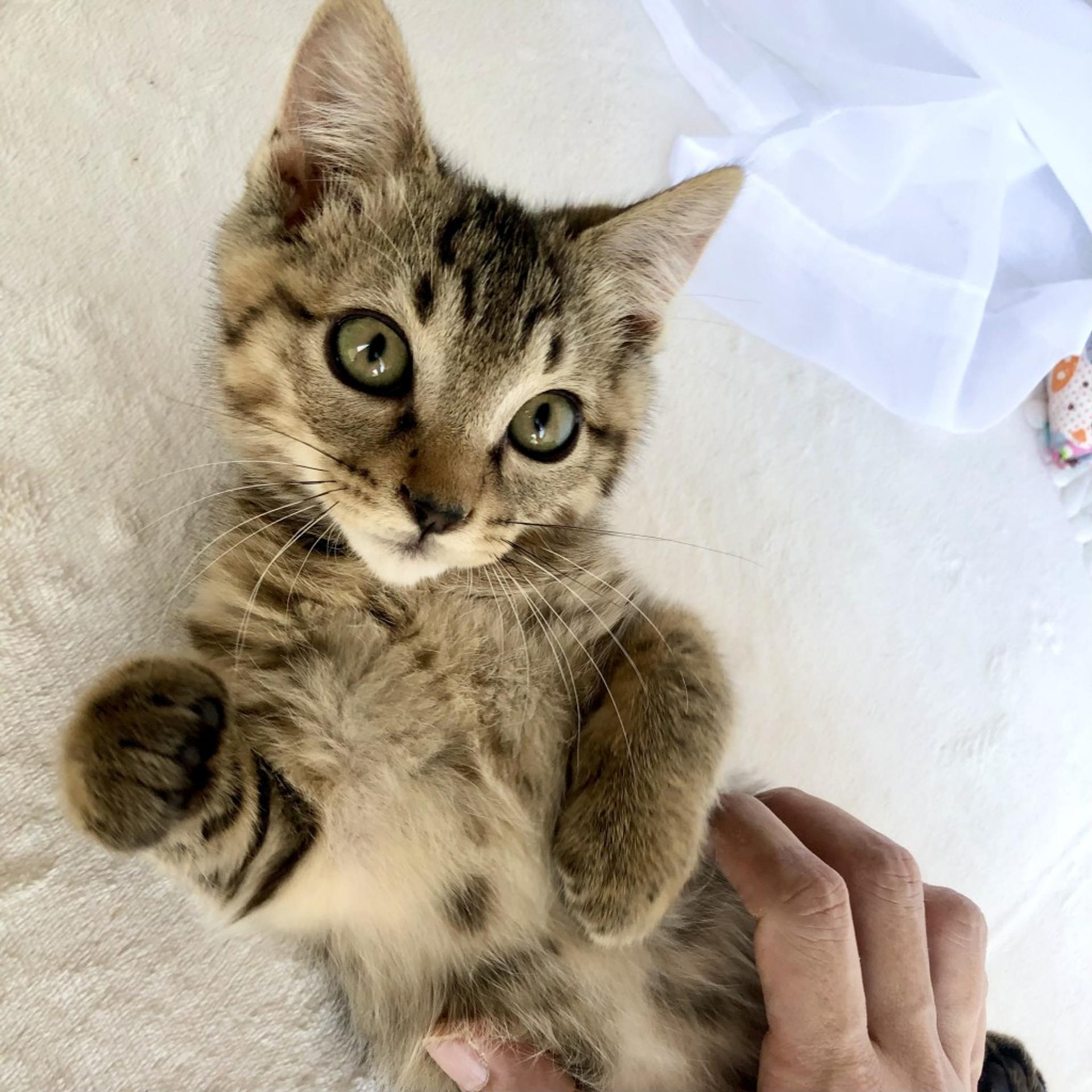 pet-image-7