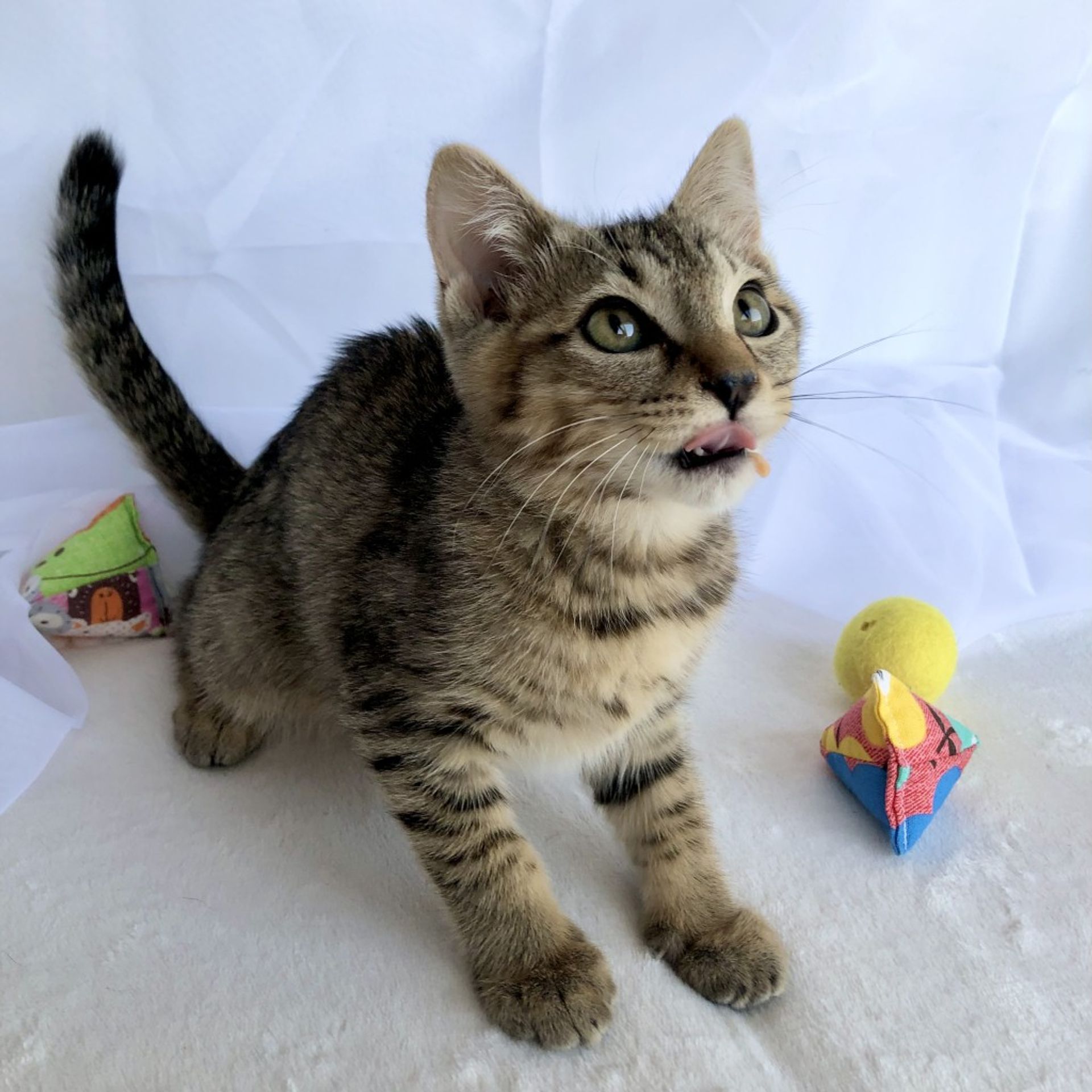 雑種（ミックス猫）・オスの里親募集の写真