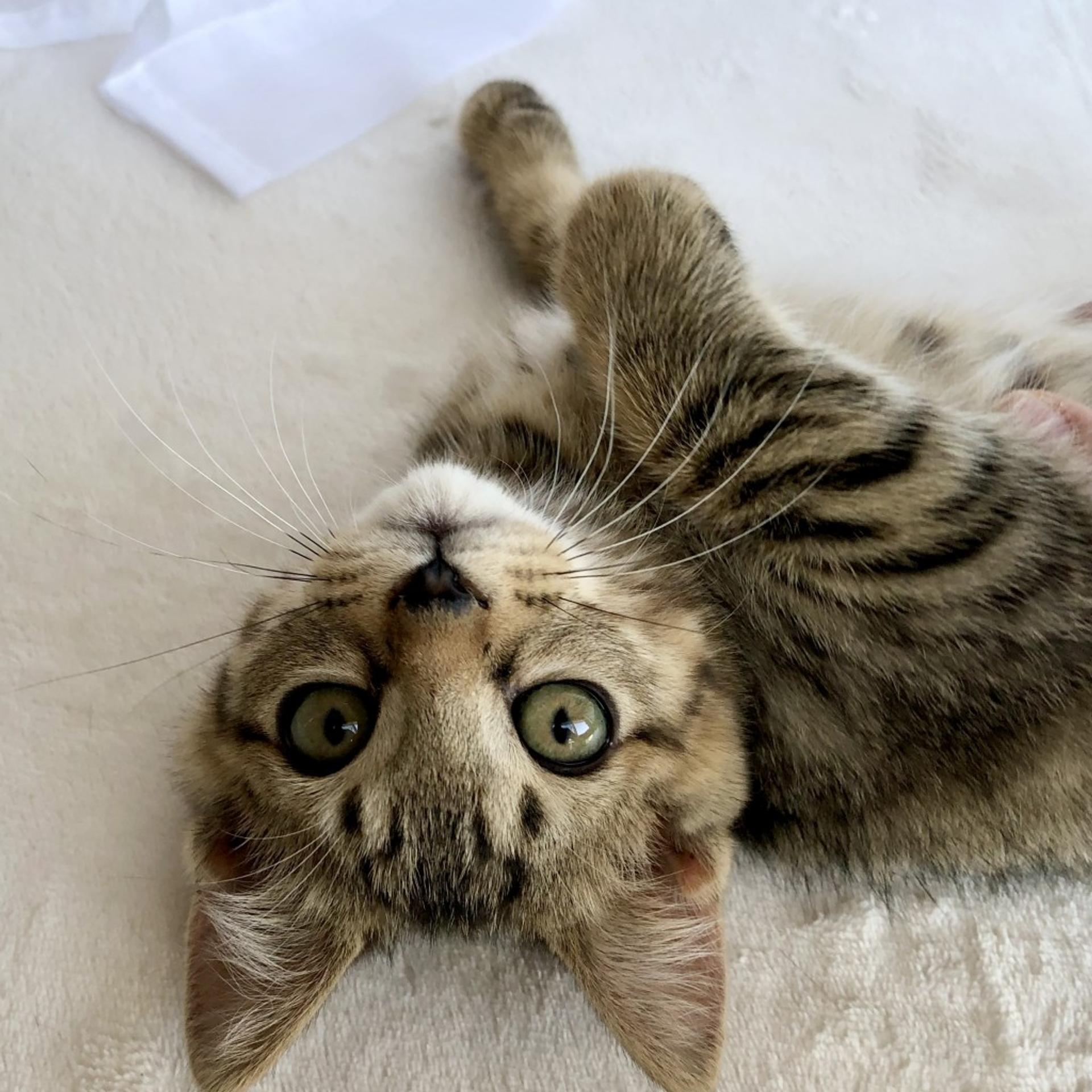 pet-image-4