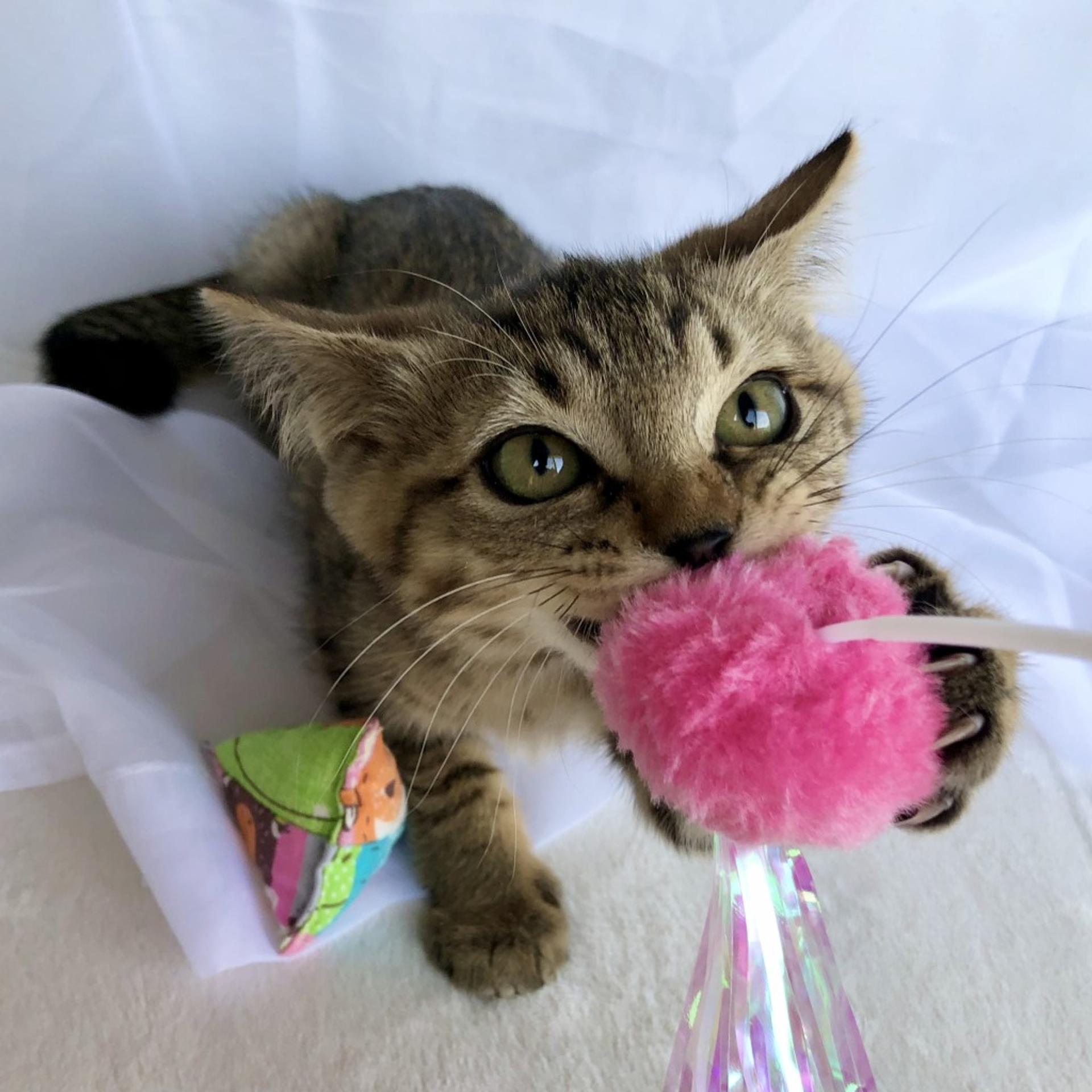 pet-image-6