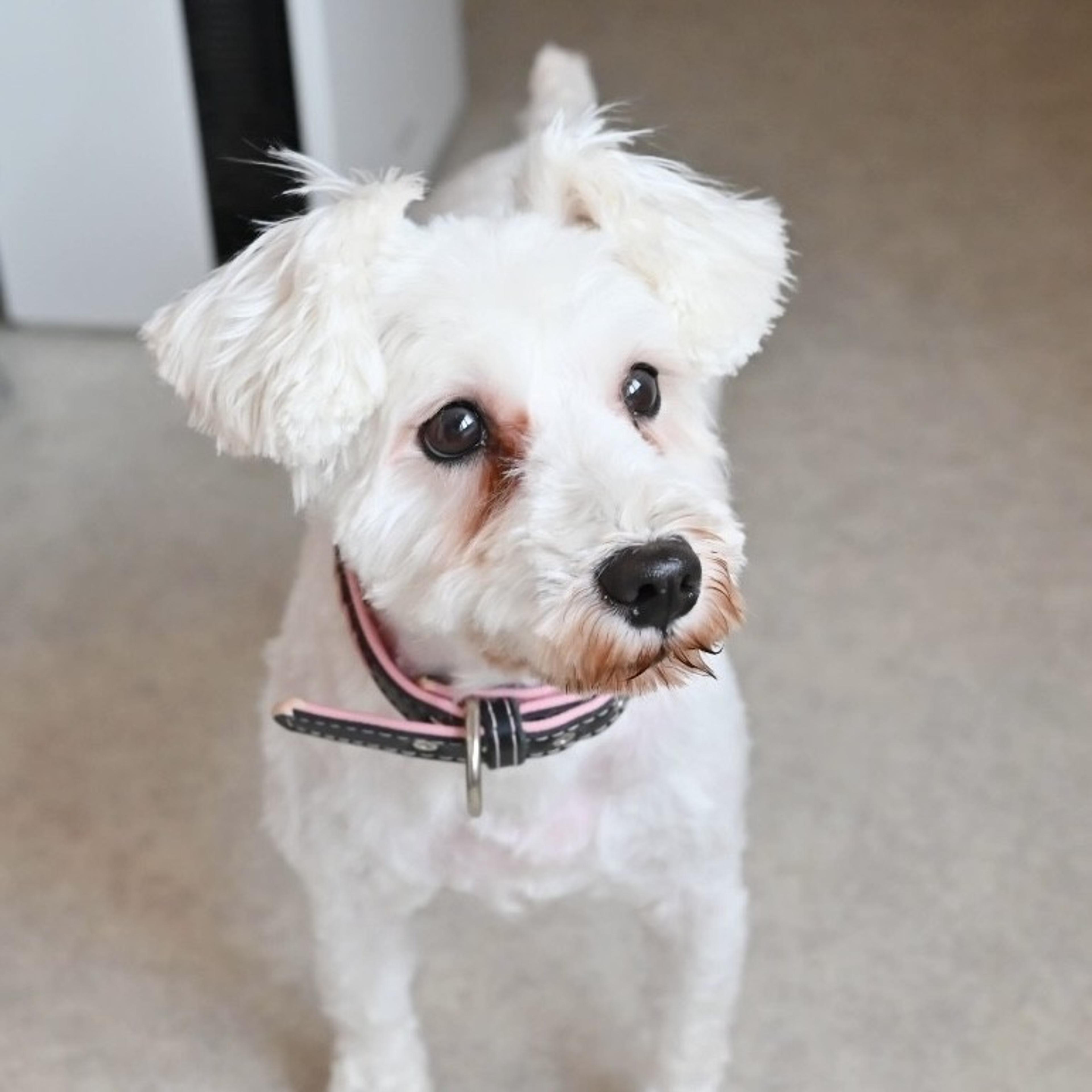pet-image-6
