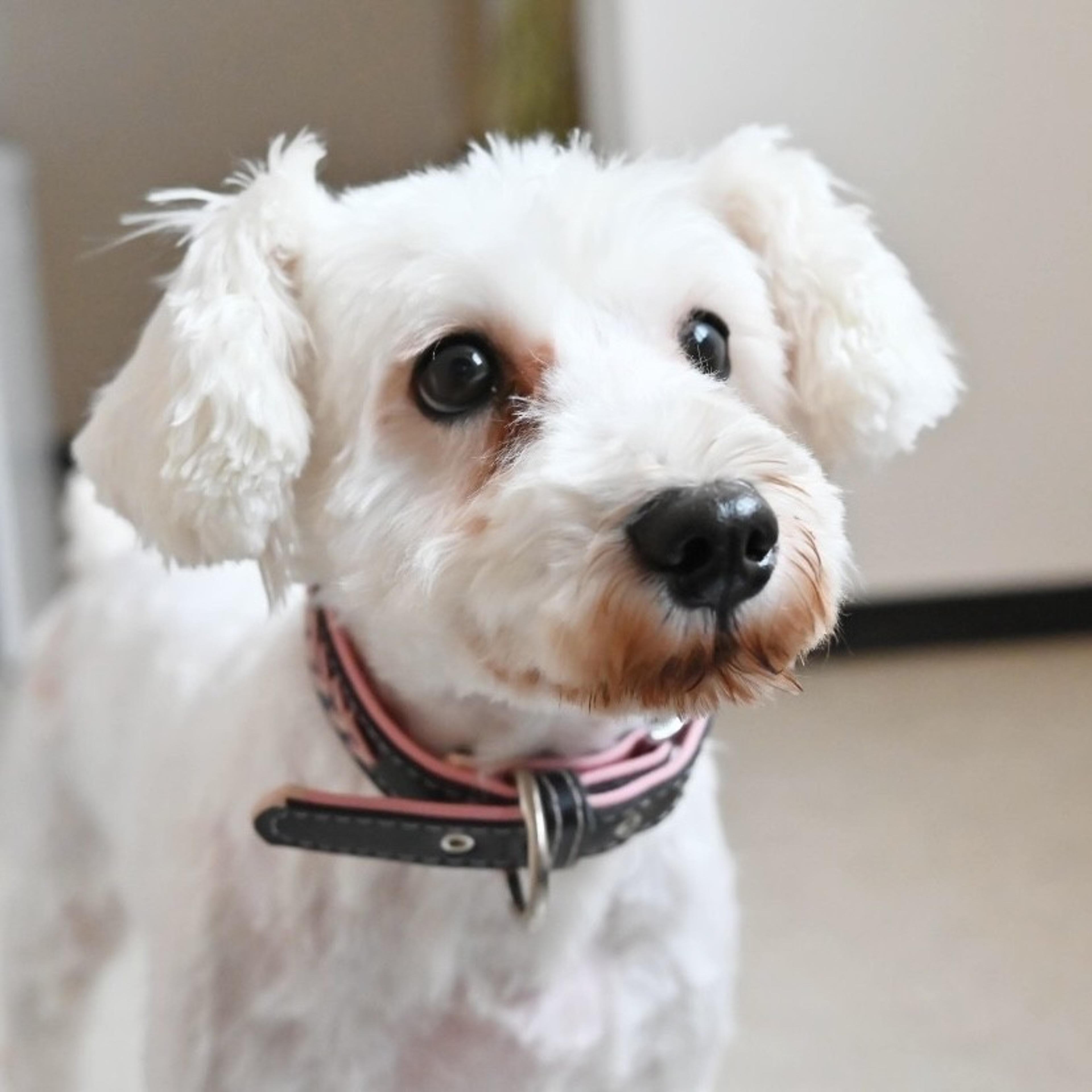 pet-image-7