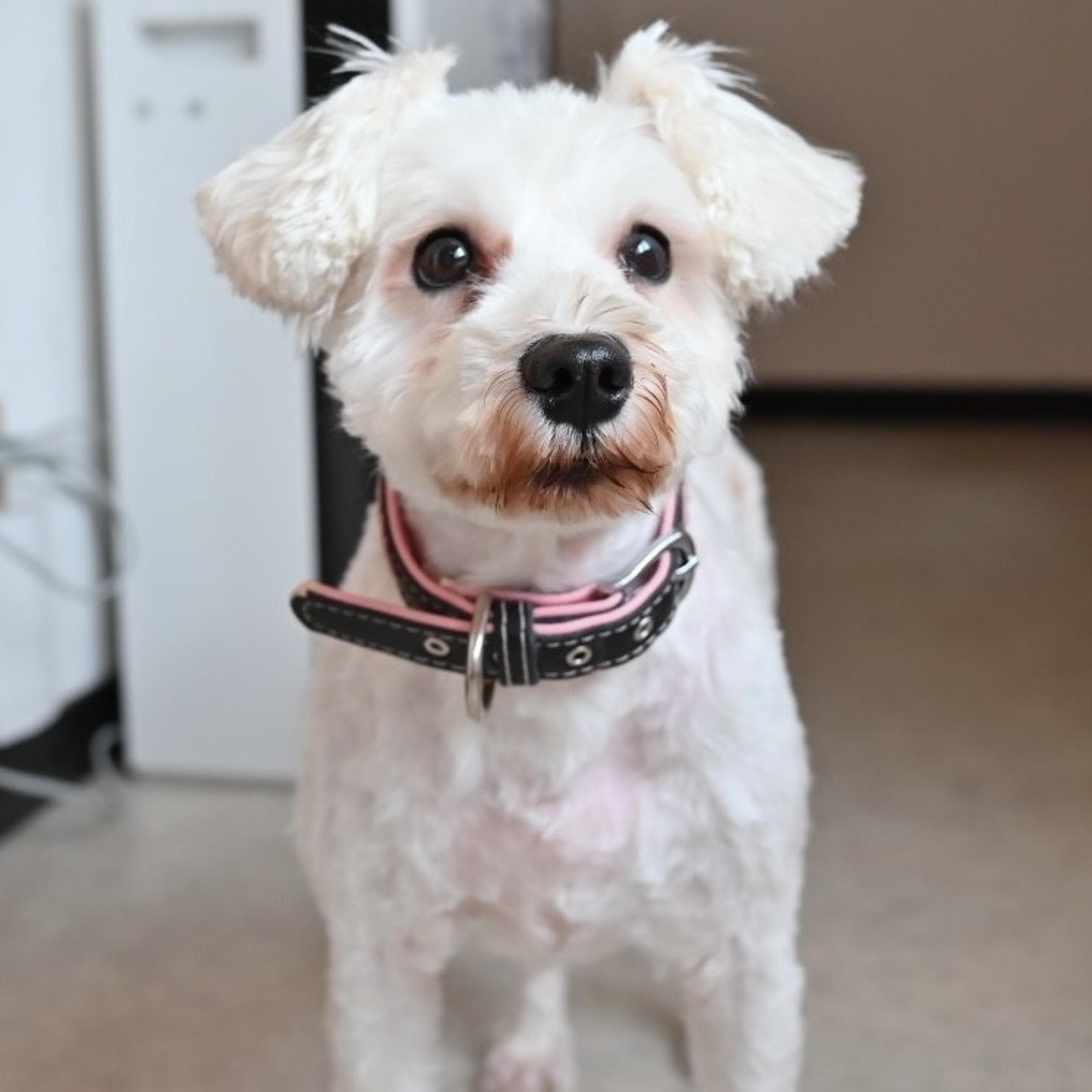 pet-image-2