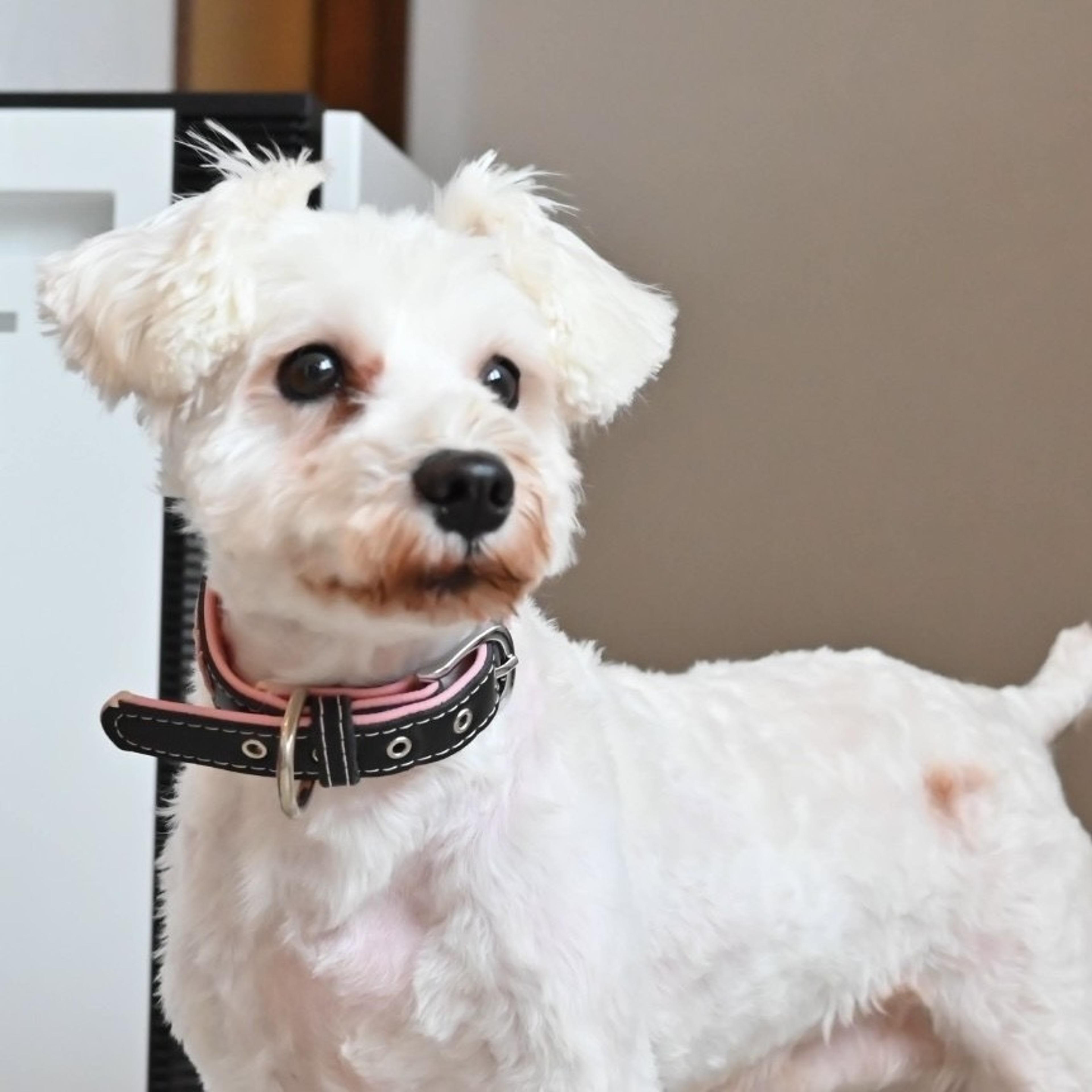 pet-image-3