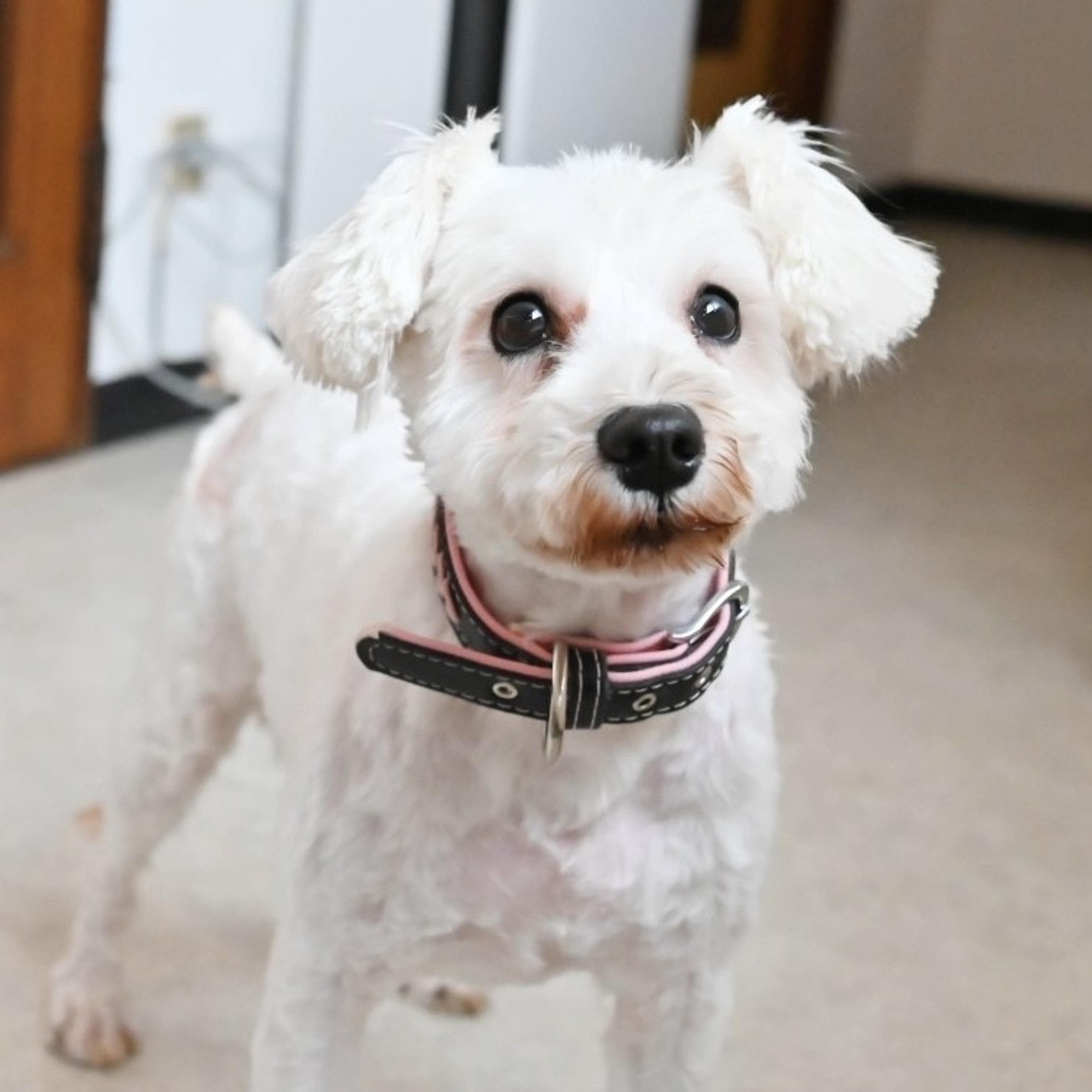 pet-image-4