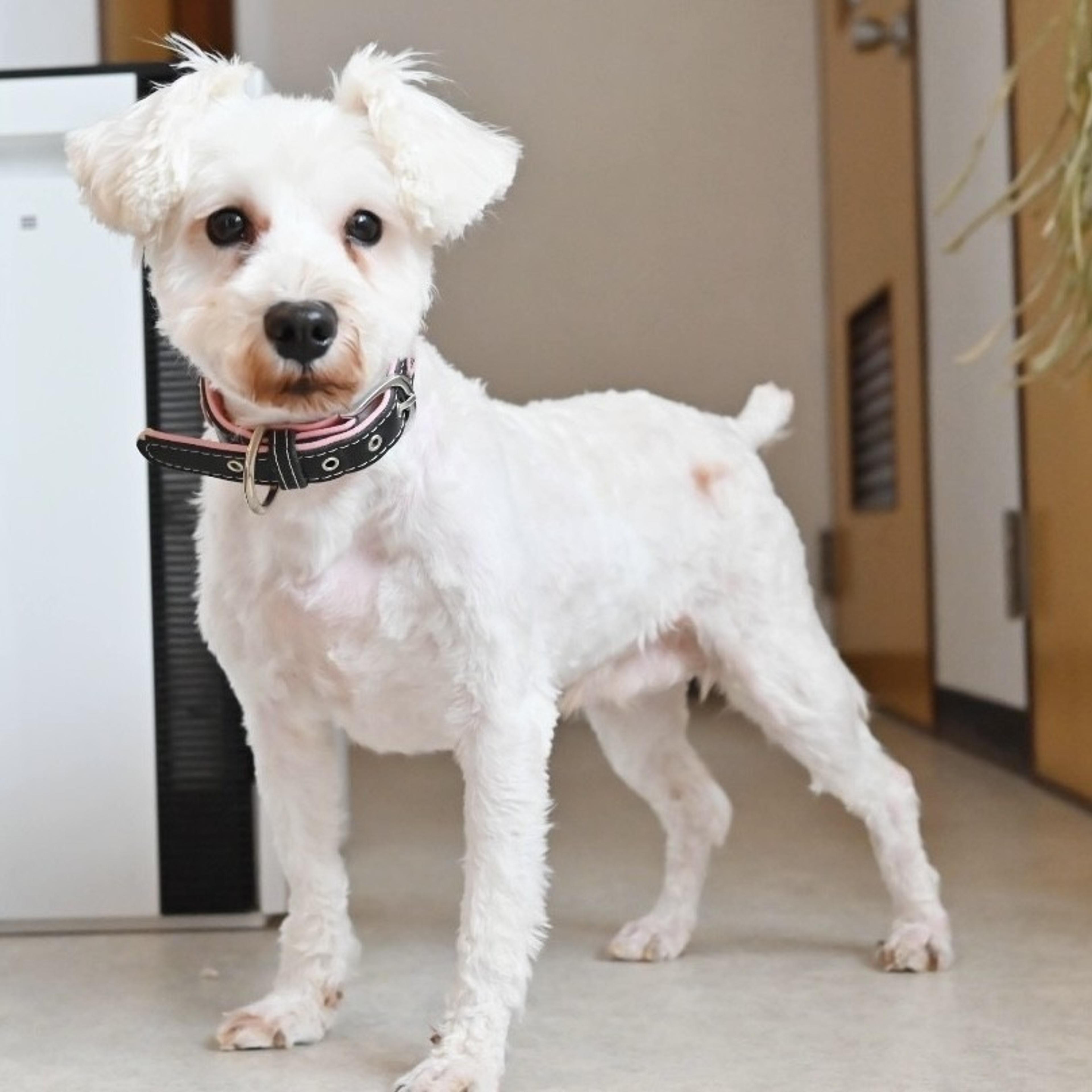 pet-image-5
