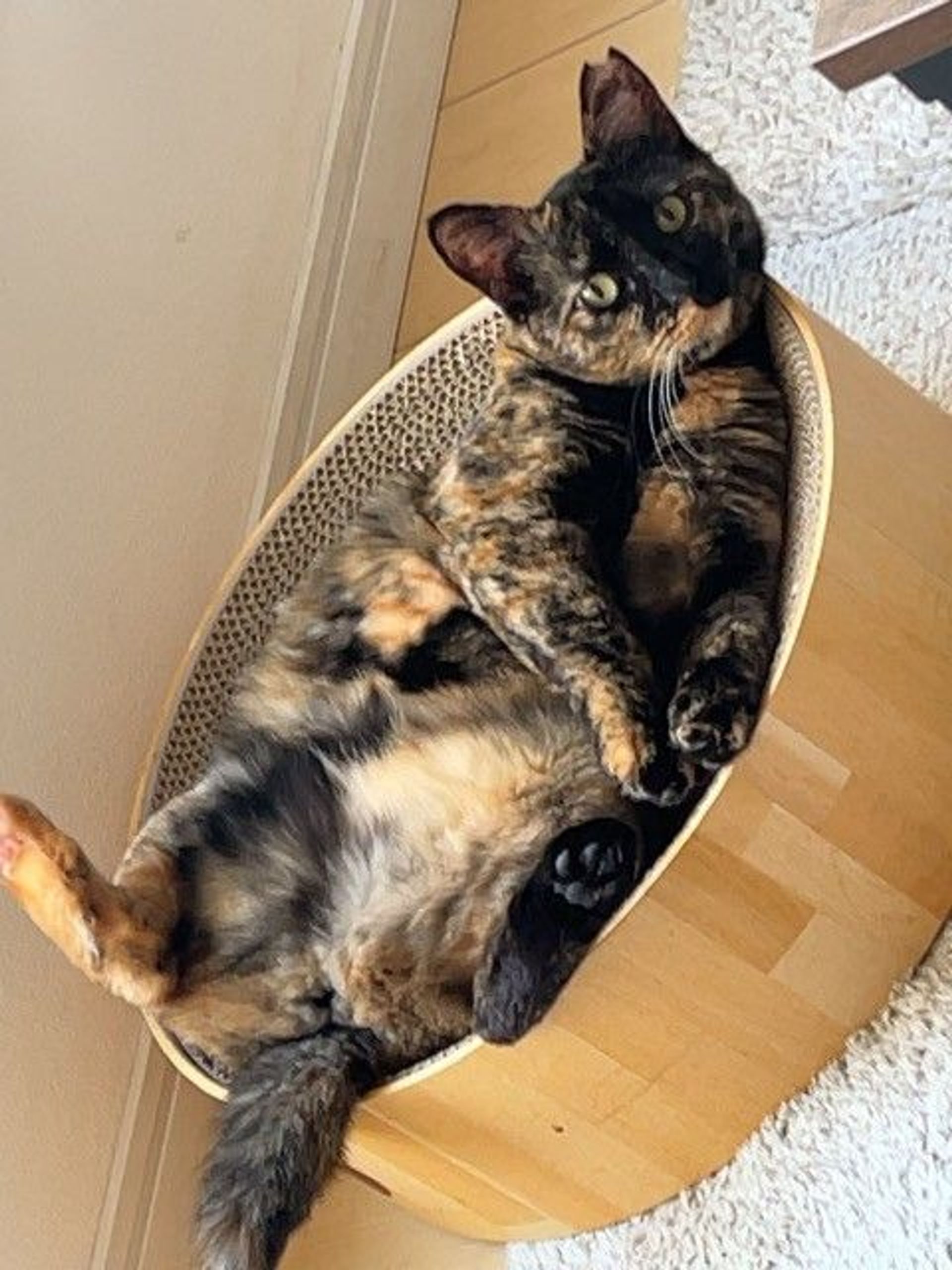 雑種（ミックス猫）・メスの里親募集の写真