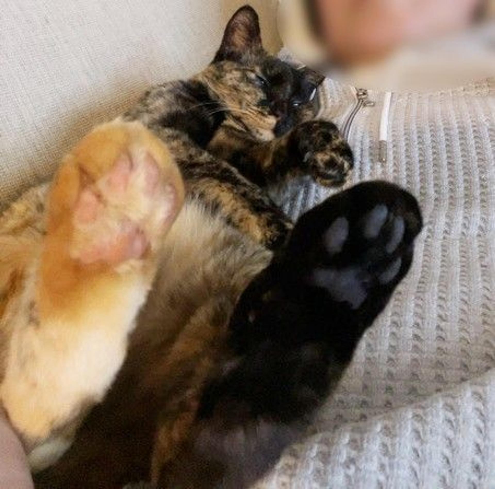 pet-image-4