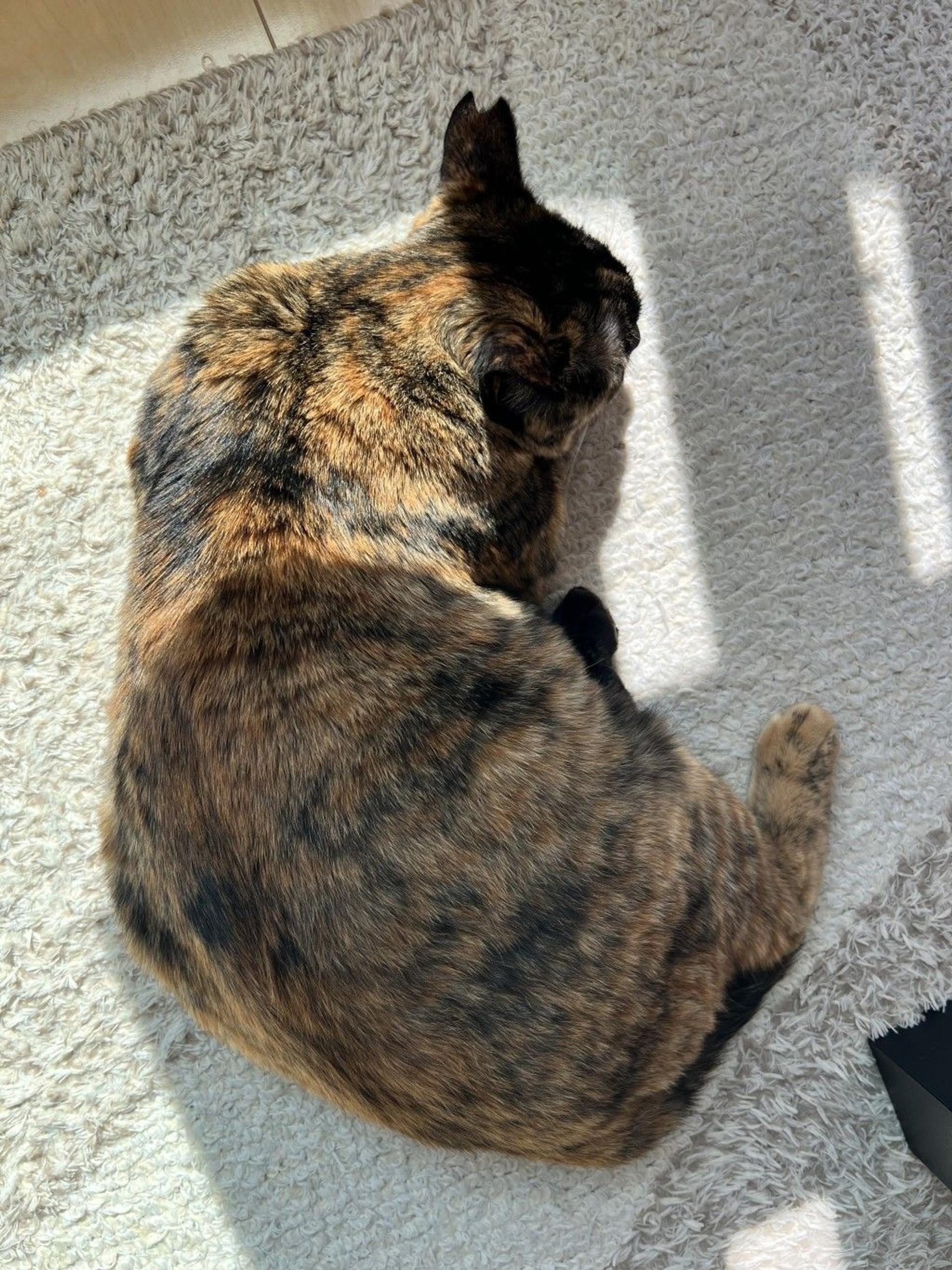 pet-image-5