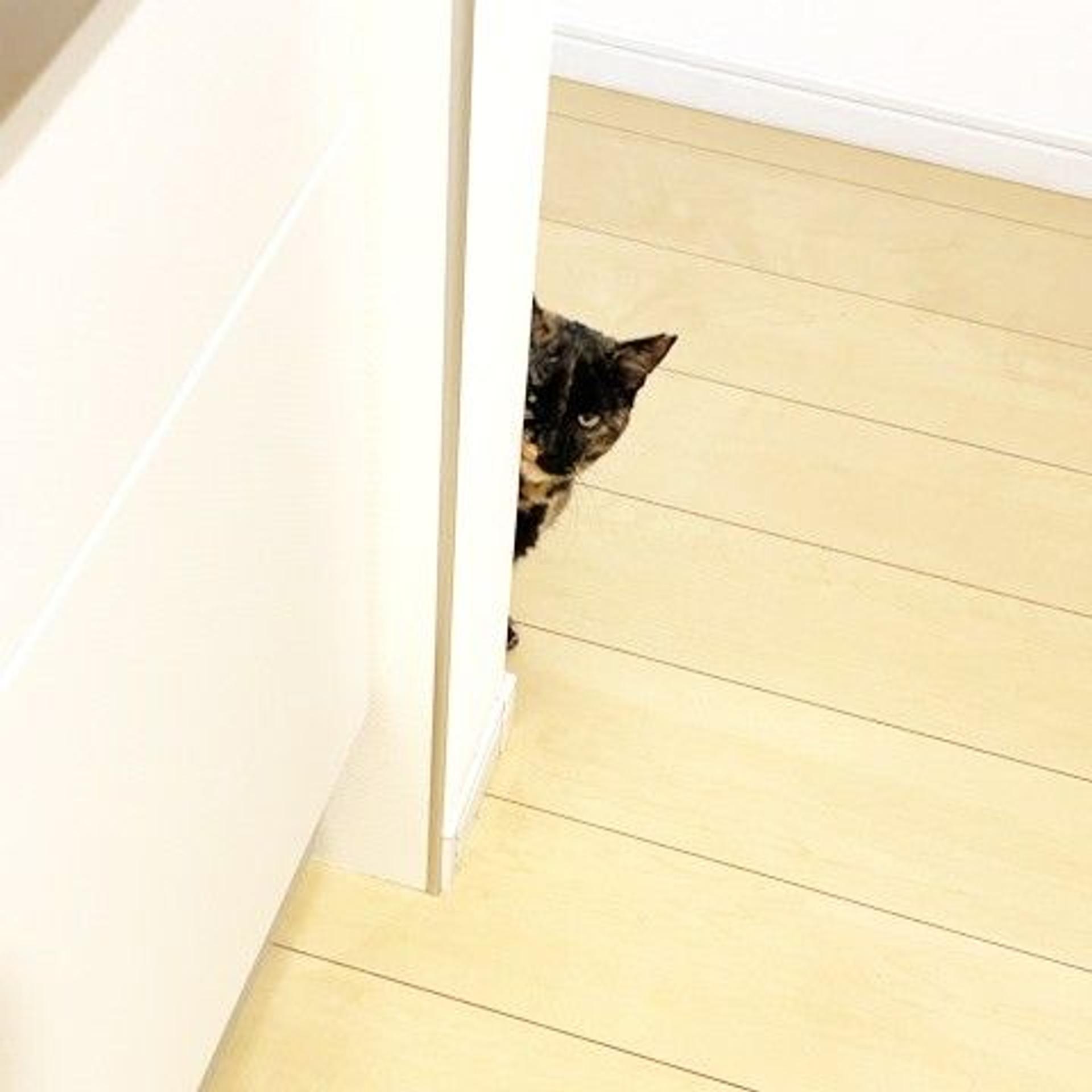 pet-image-6