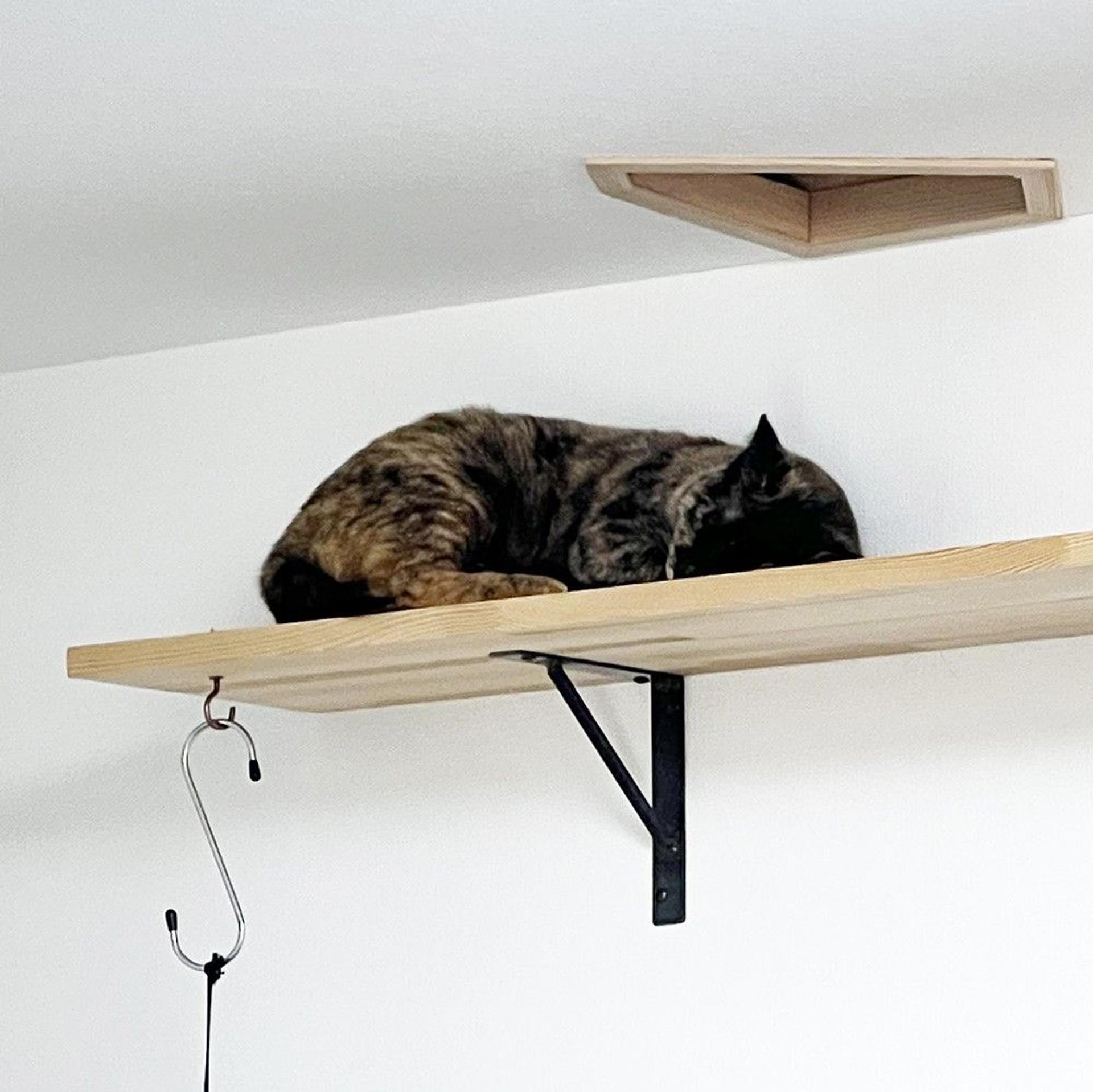 pet-image-7
