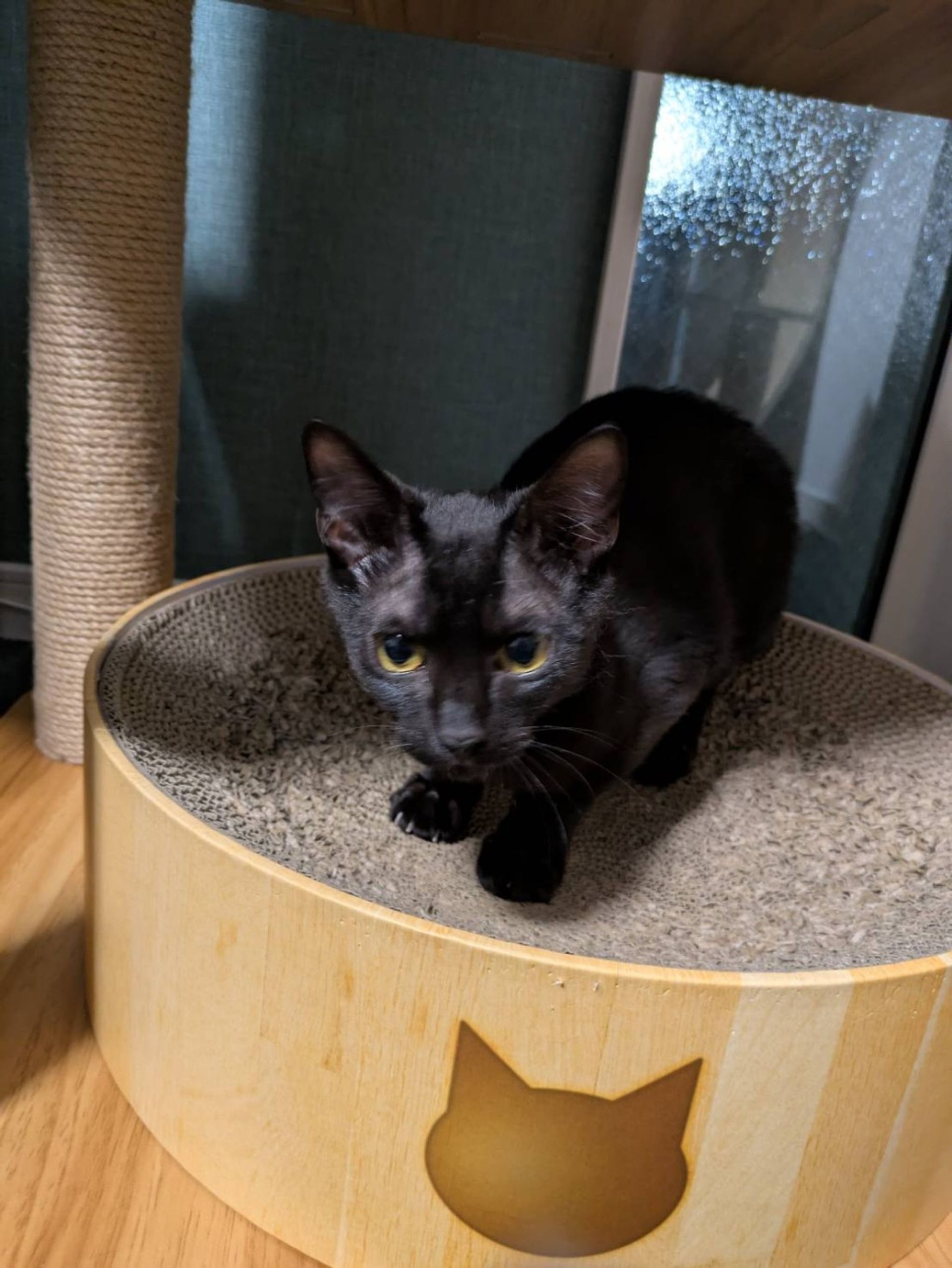 雑種（ミックス猫）・オスの里親募集の写真
