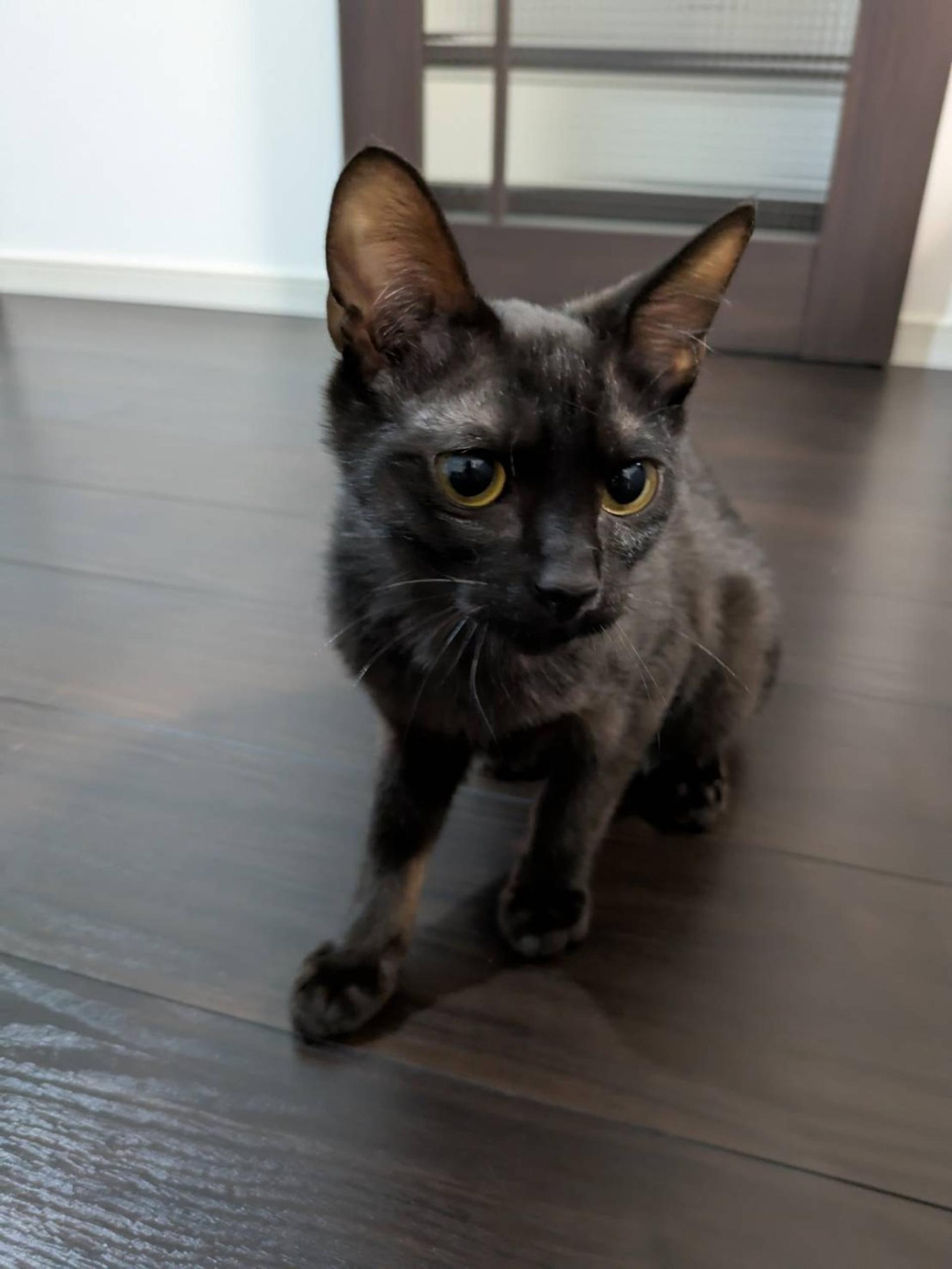 pet-image-2