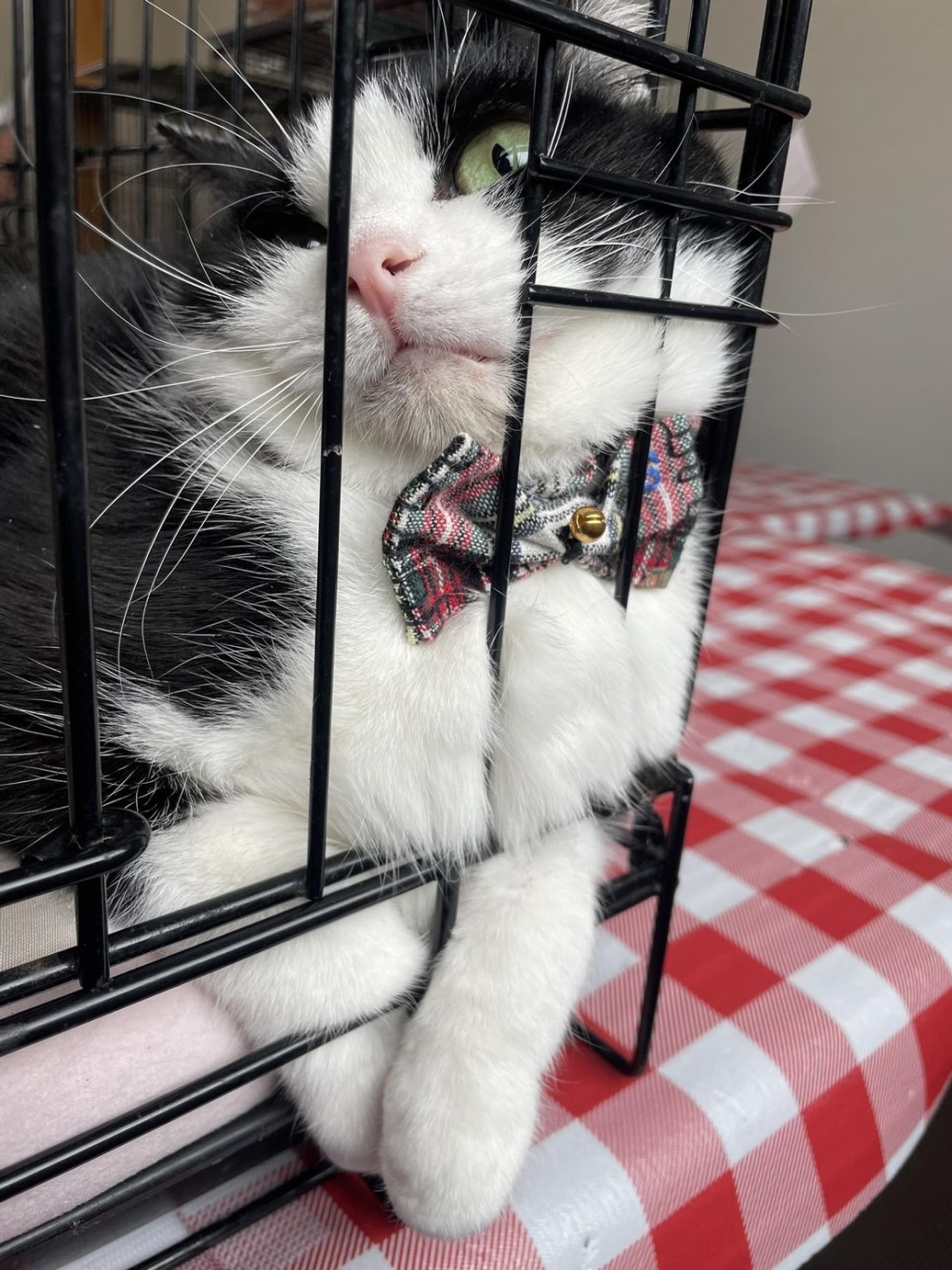 pet-image-2