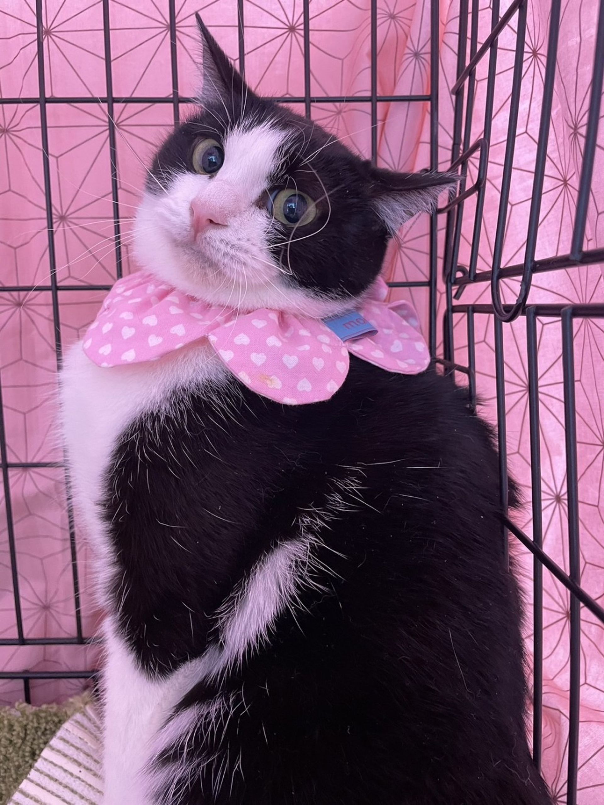 雑種（ミックス猫）・メスの里親募集の写真