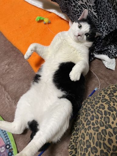 モーモー