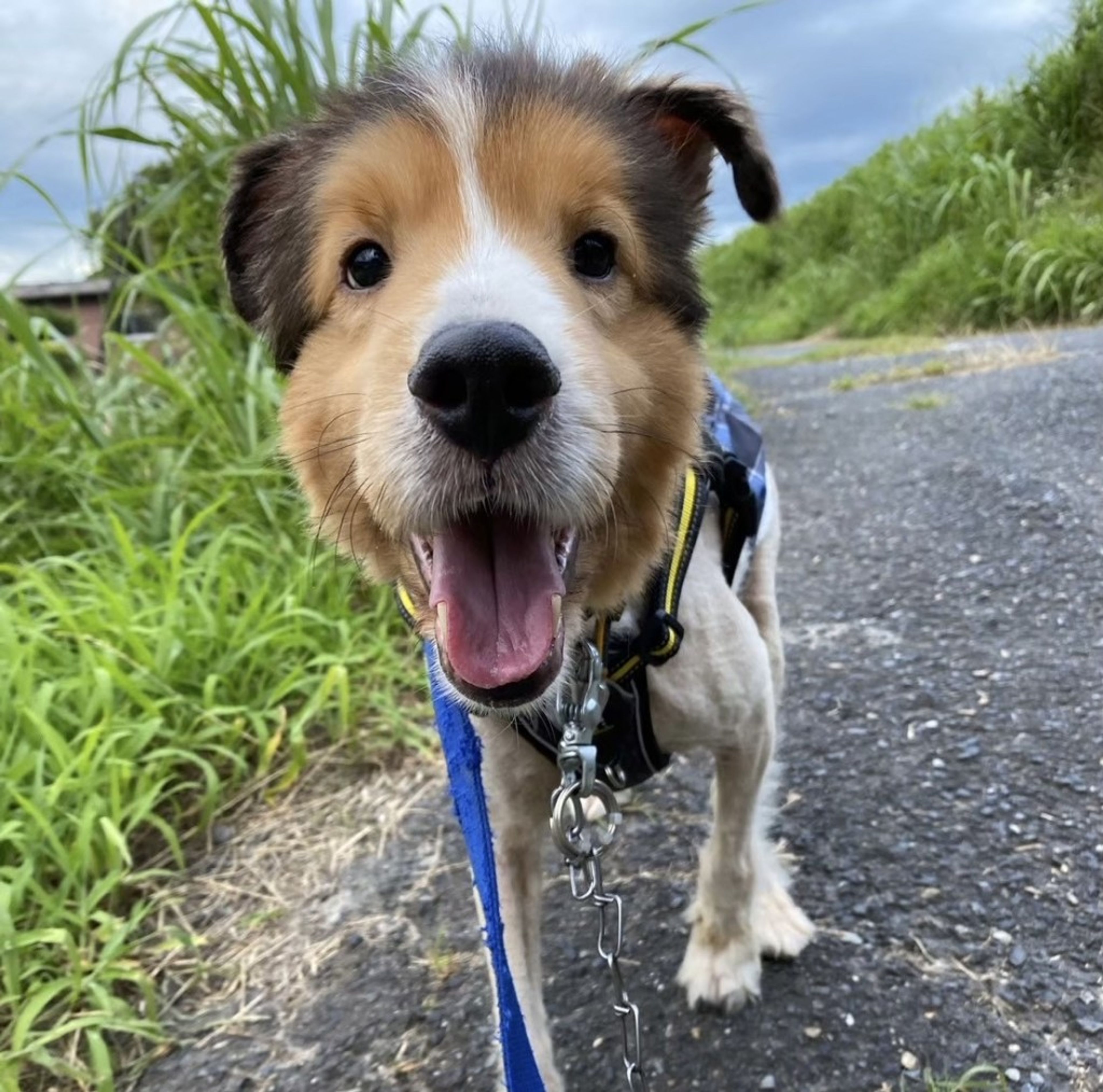 pet-image-7