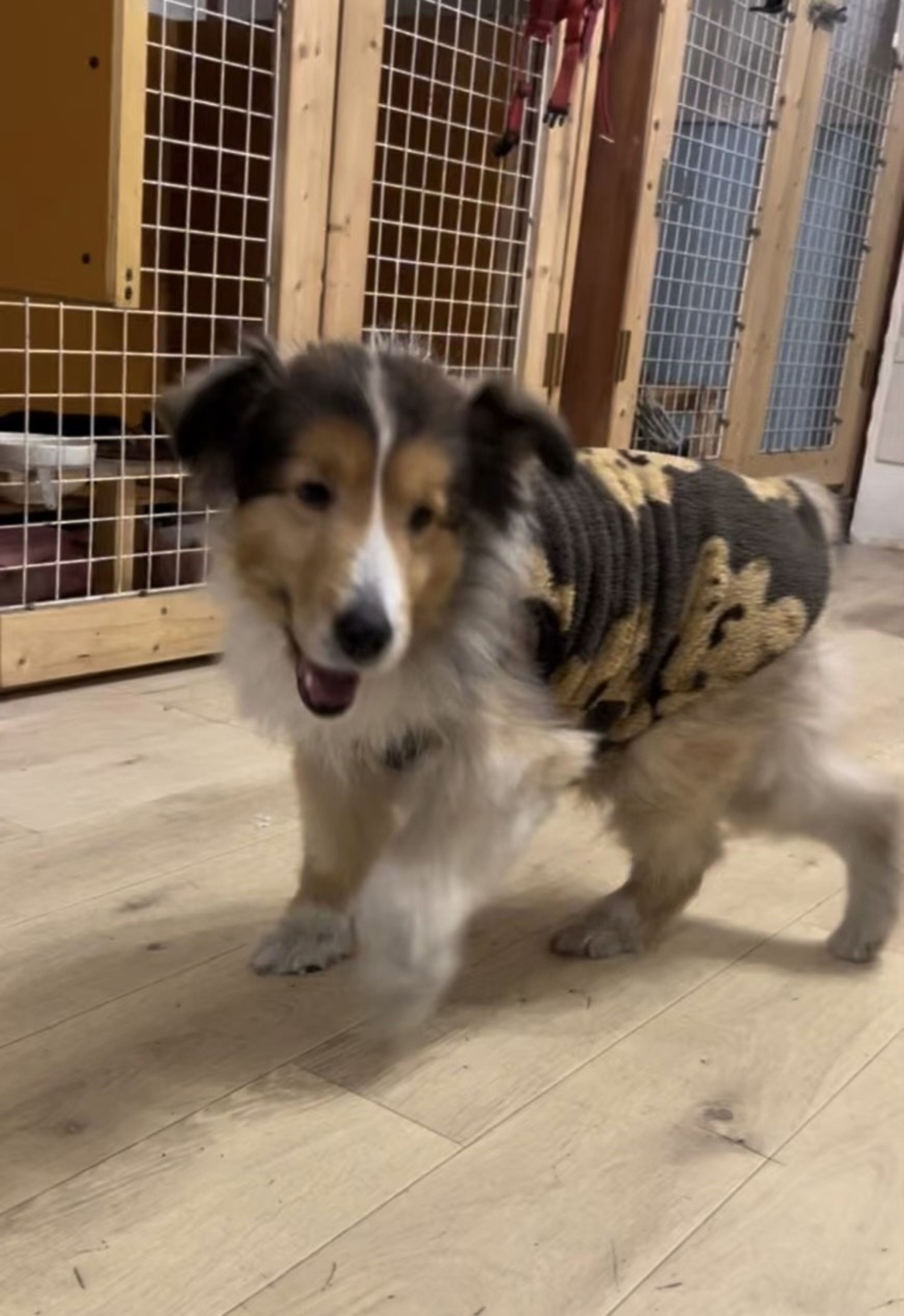 pet-image-8