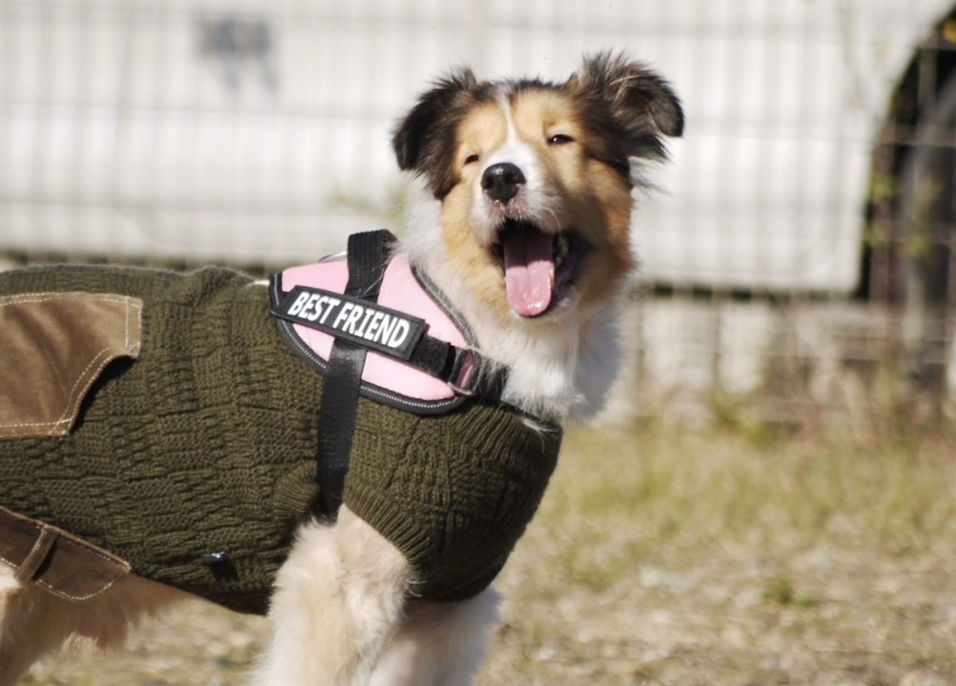 pet-image-9