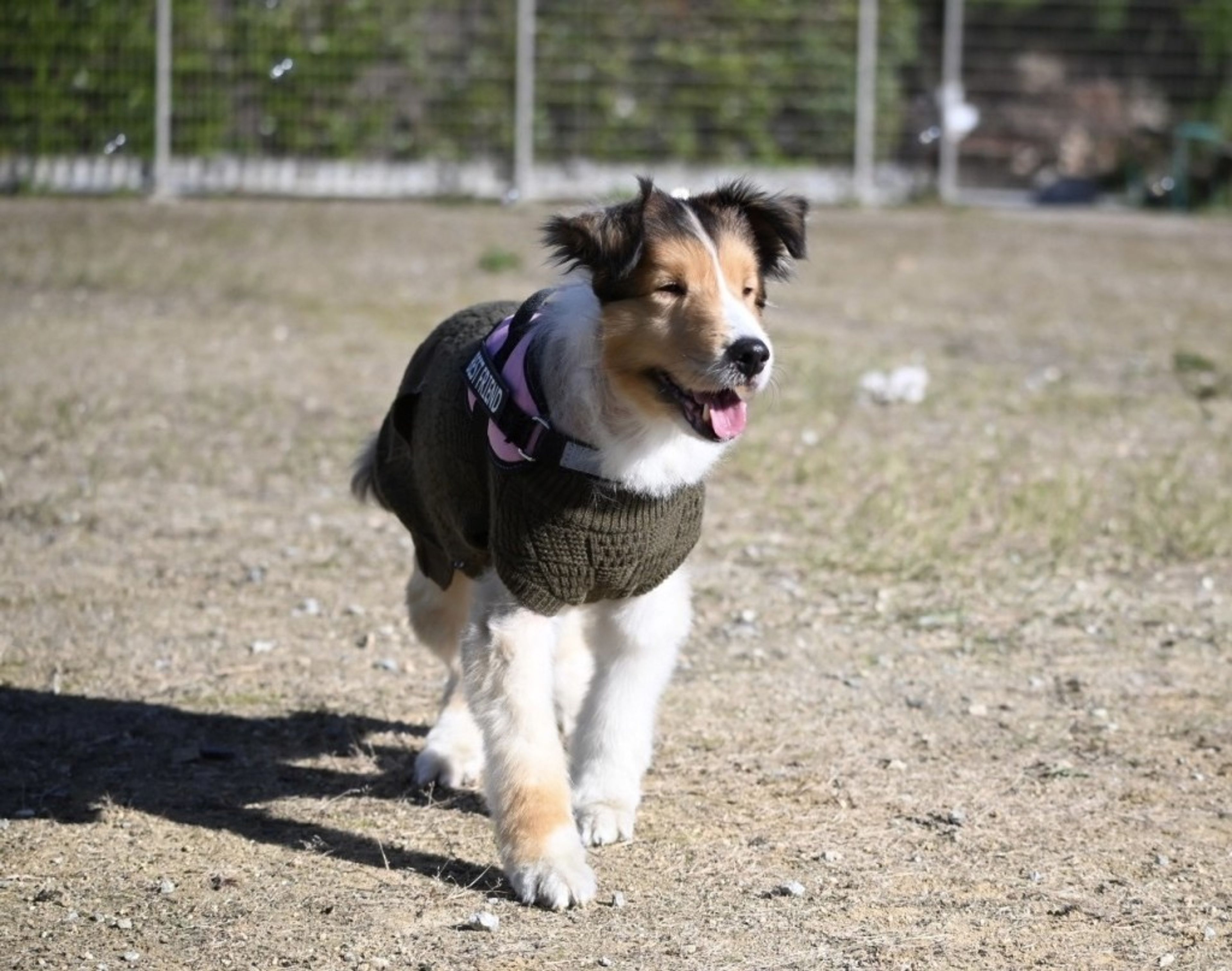 pet-image-10