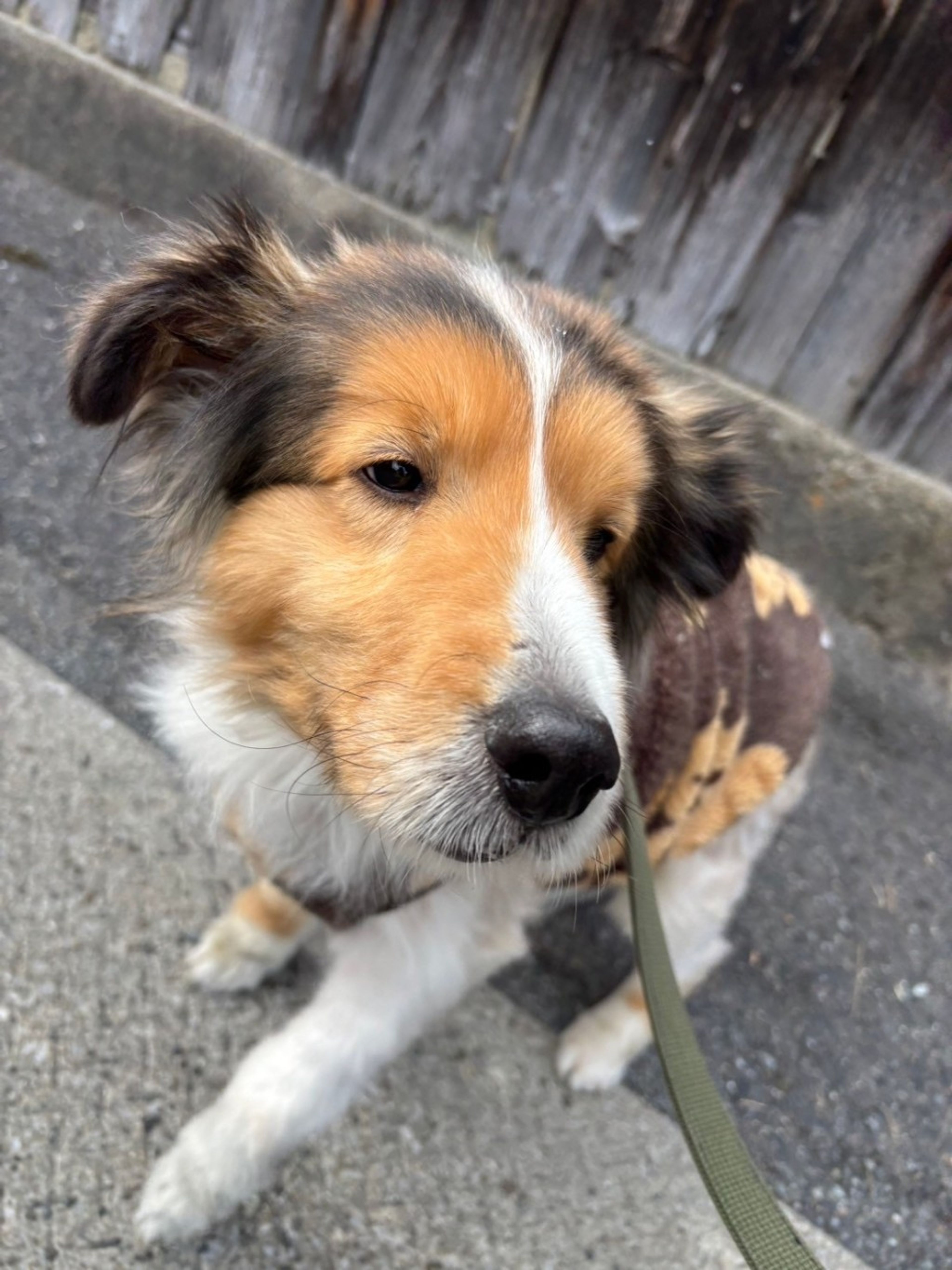 pet-image-3