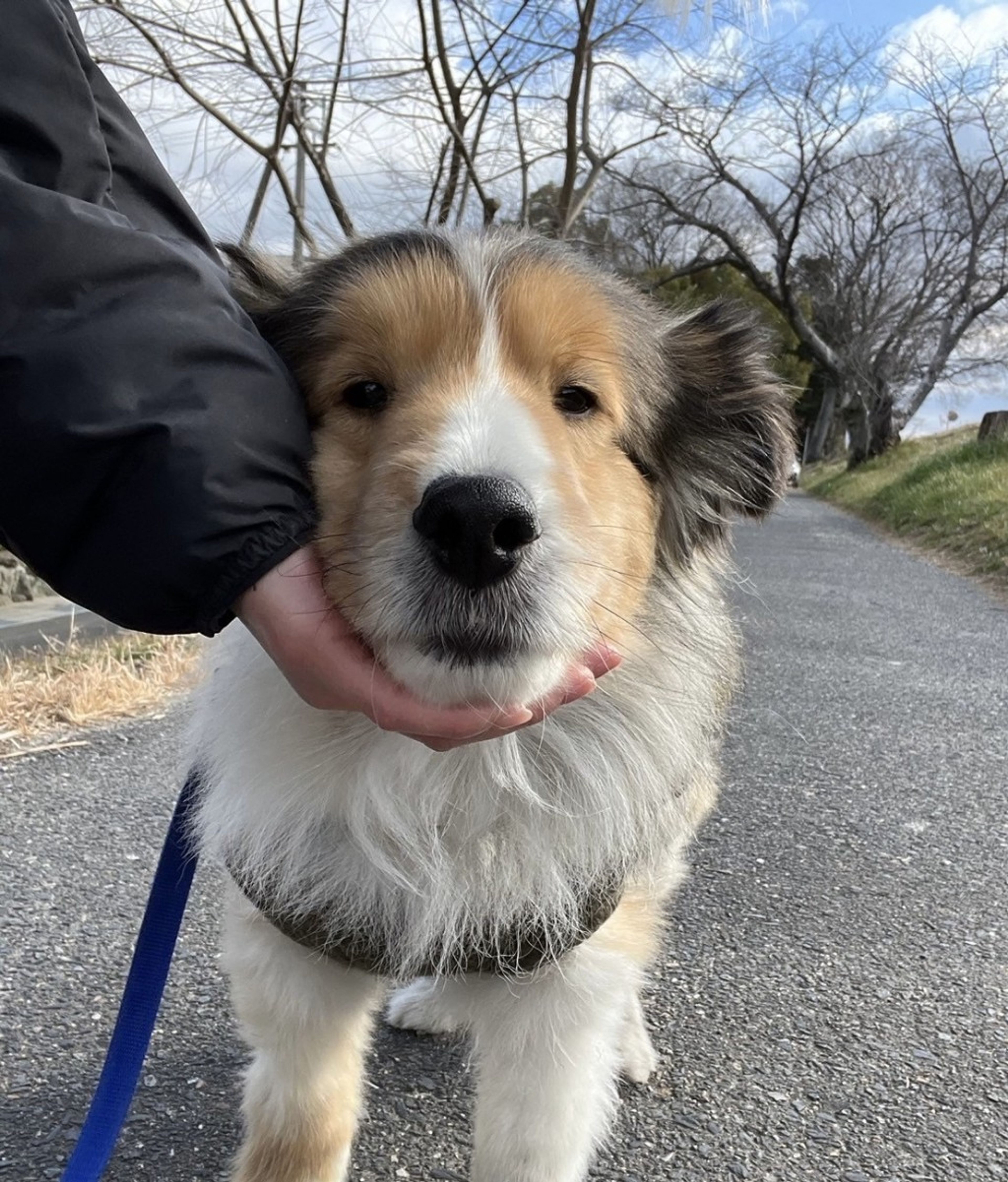 pet-image-4