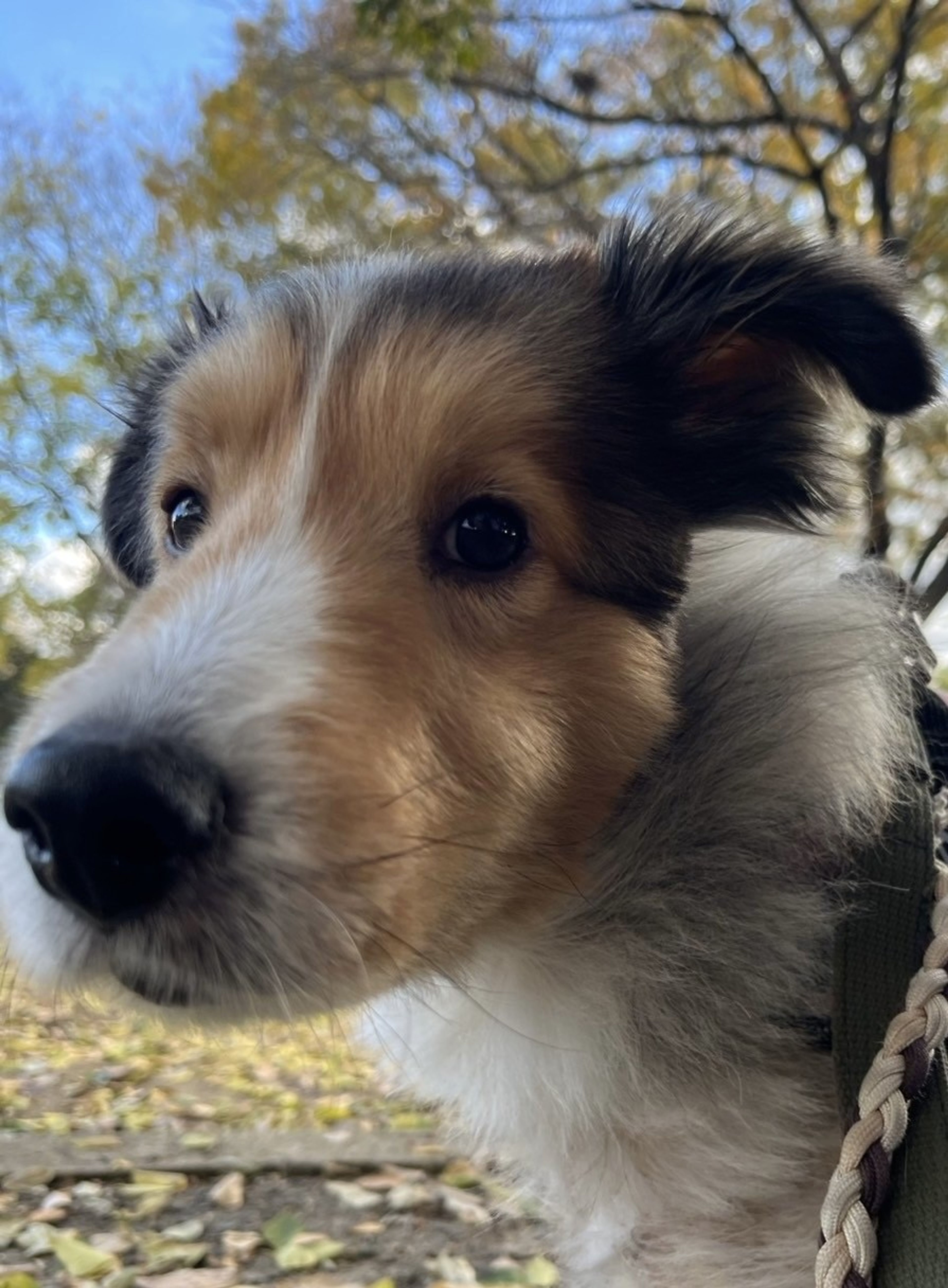 pet-image-5