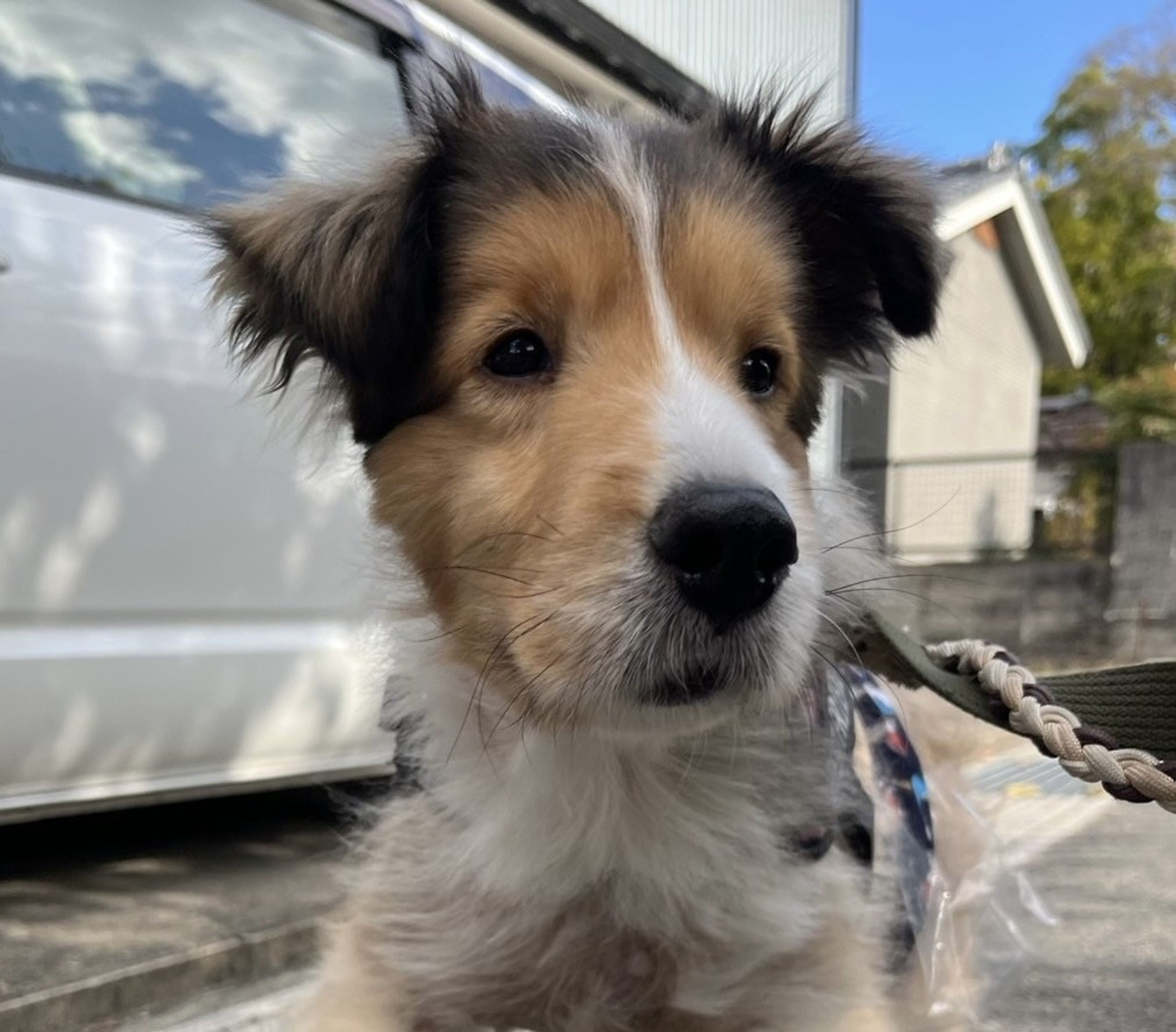 pet-image-6