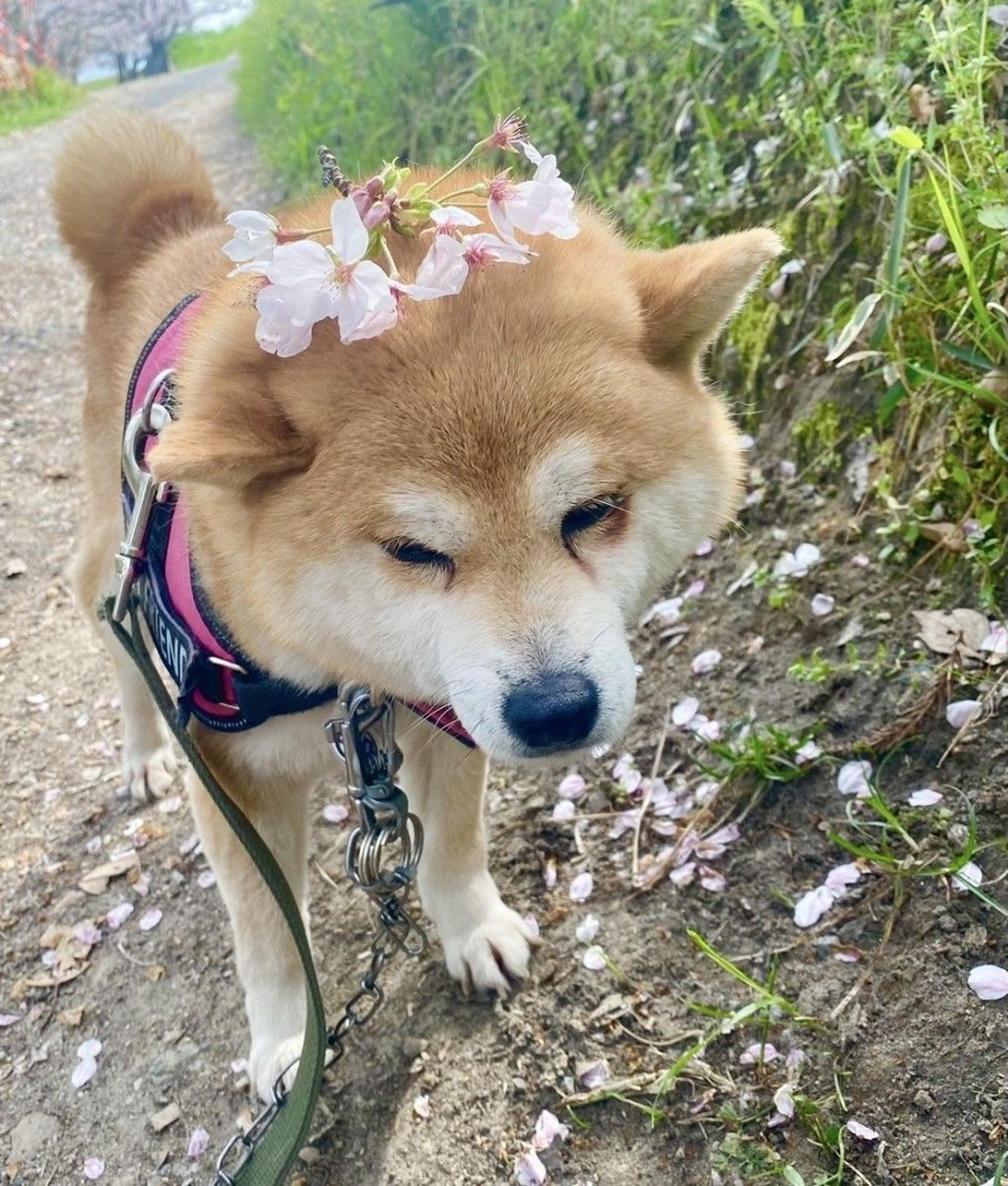 pet-image-3