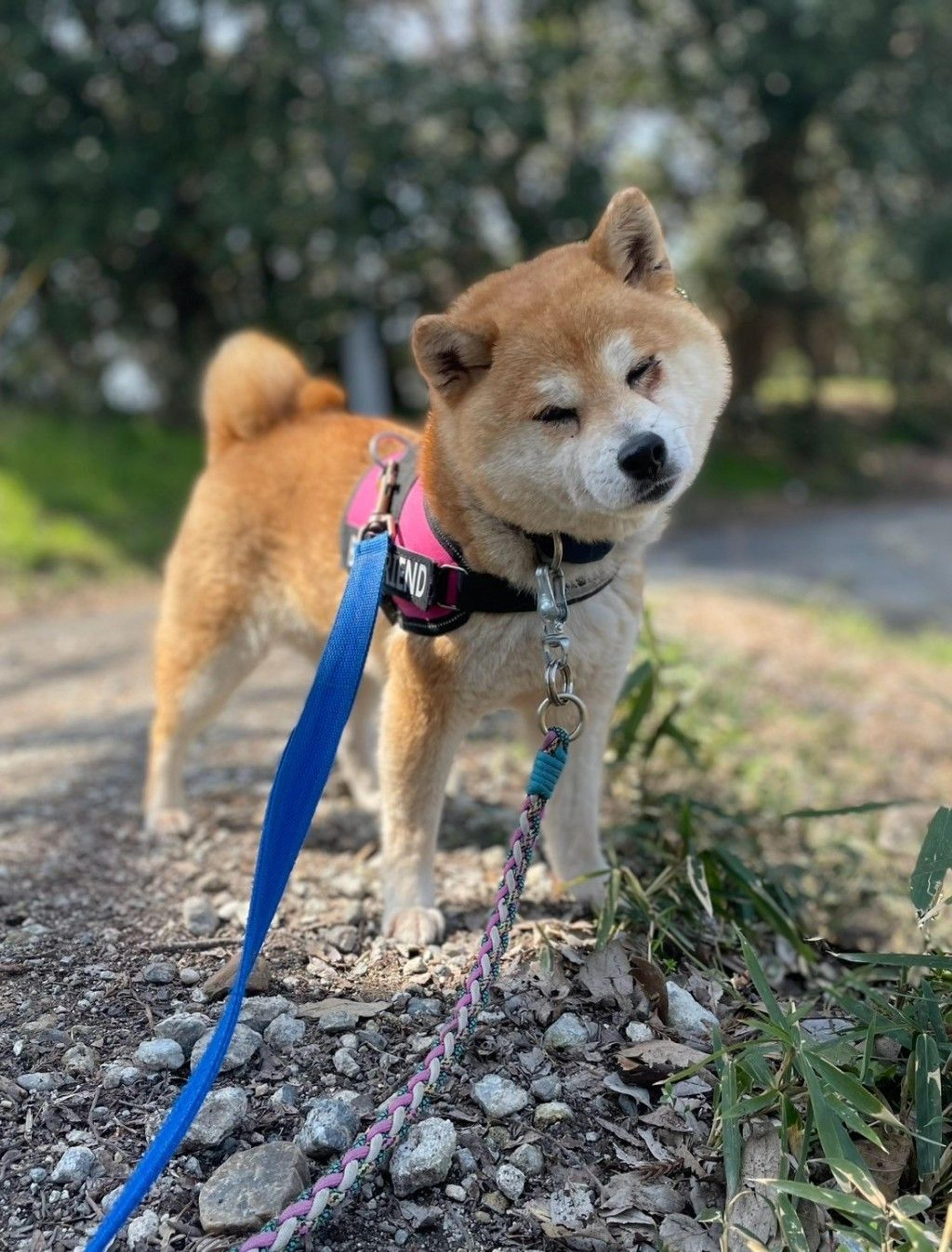 pet-image-2