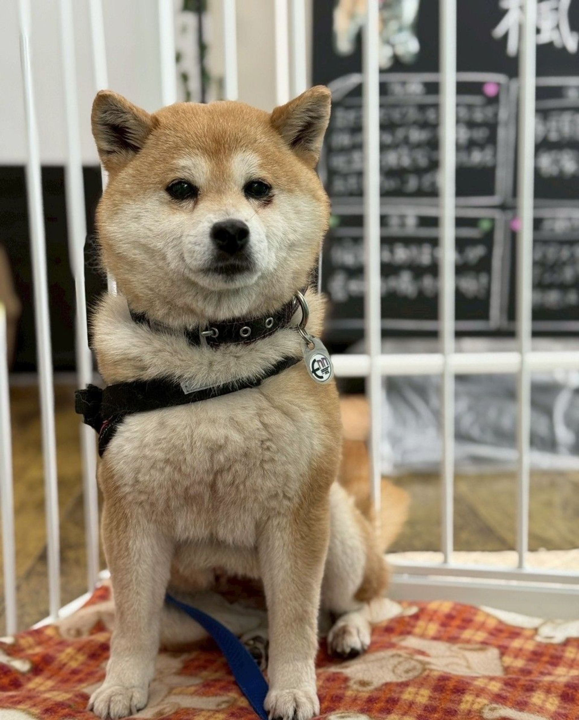 柴犬・メスの里親募集の写真