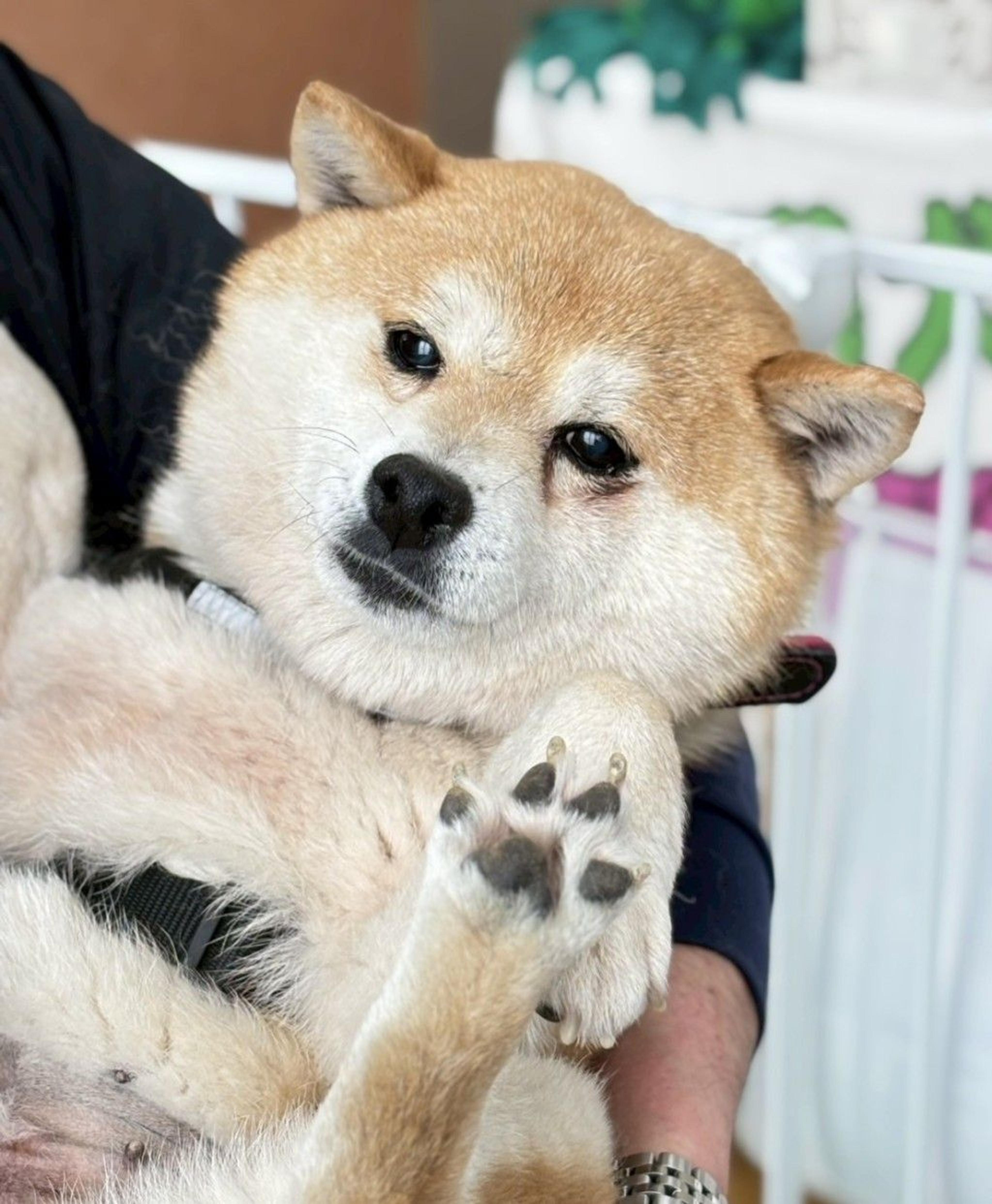 pet-image-7