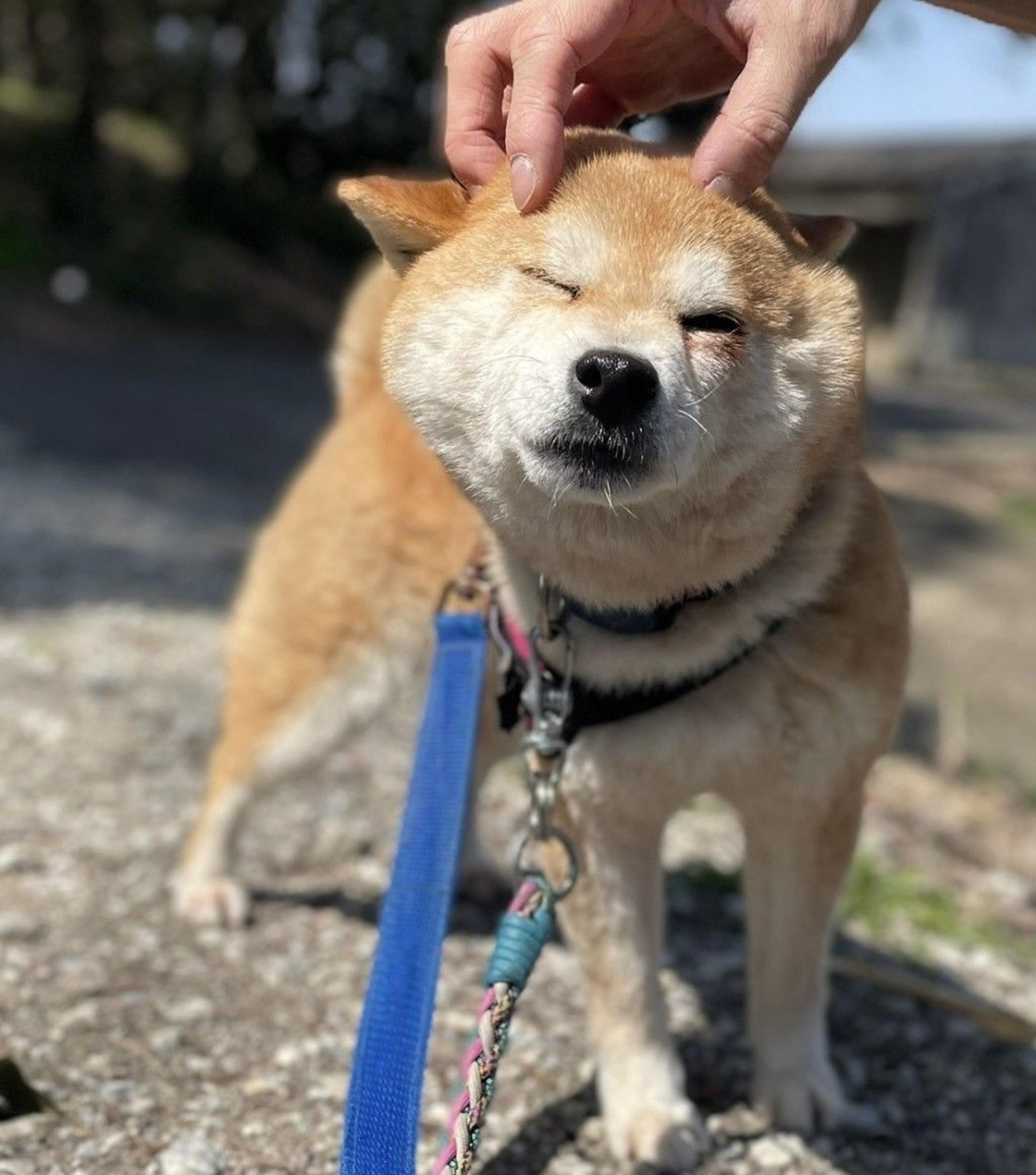pet-image-4