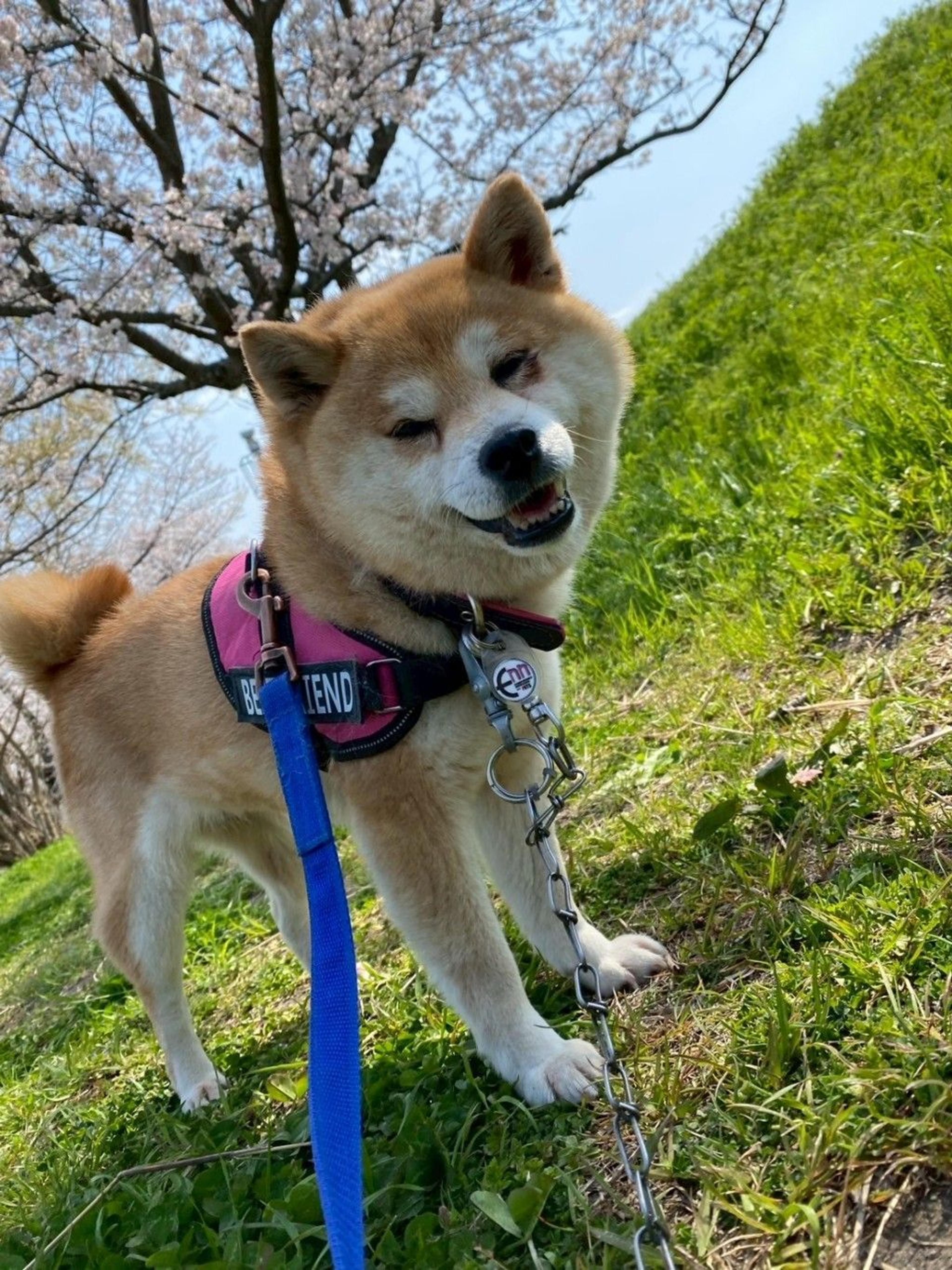 pet-image-6