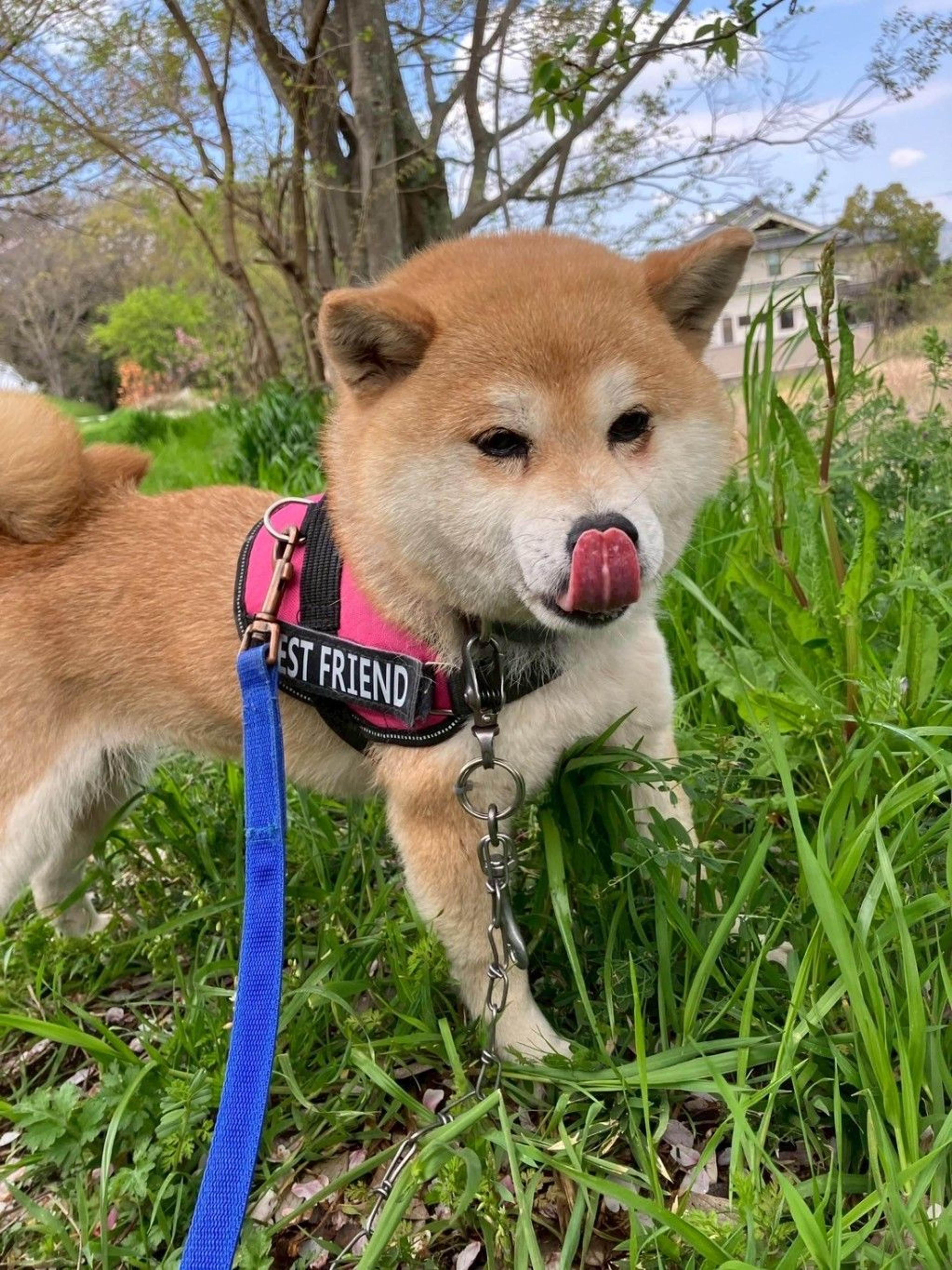 pet-image-5
