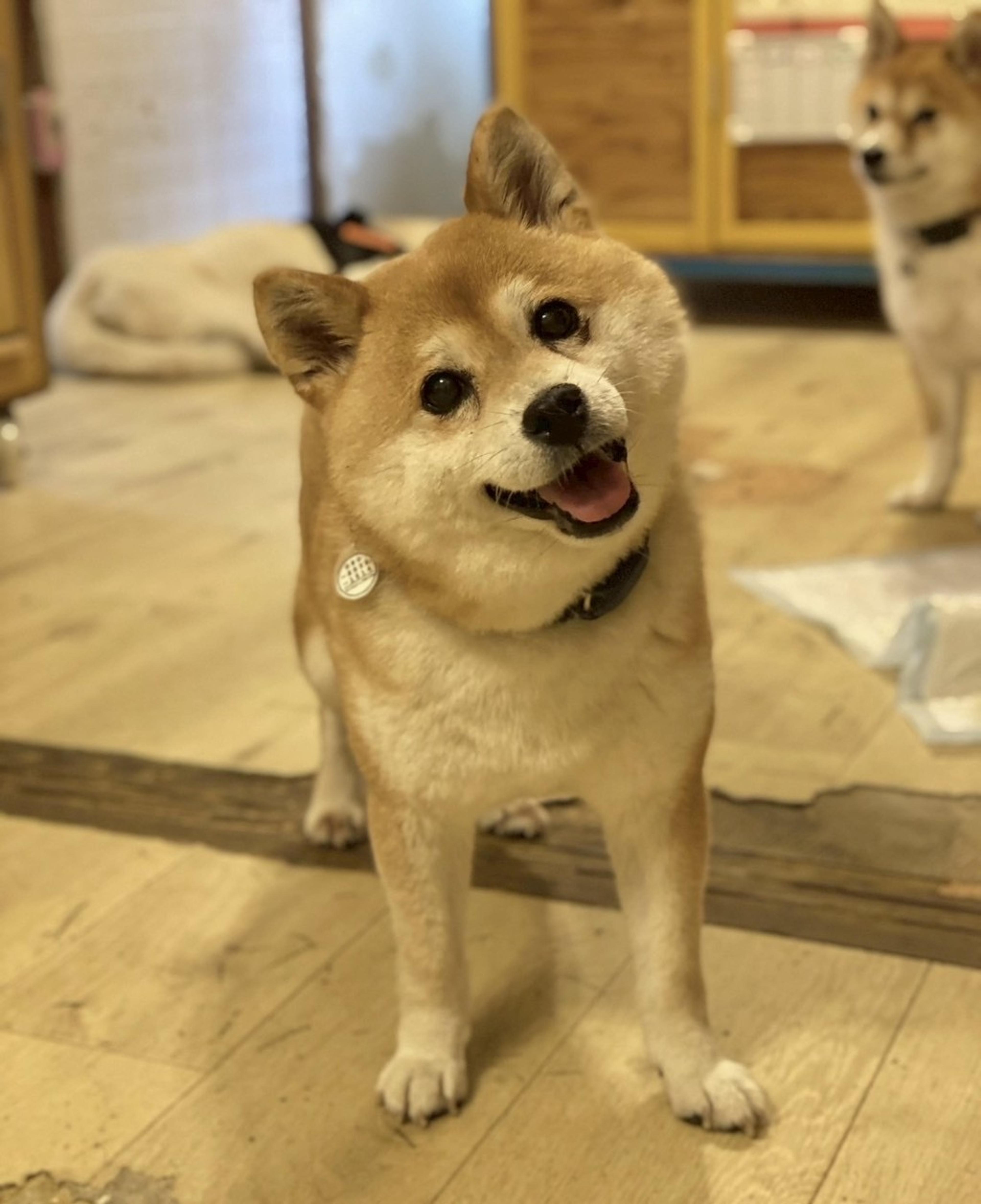 pet-image-8