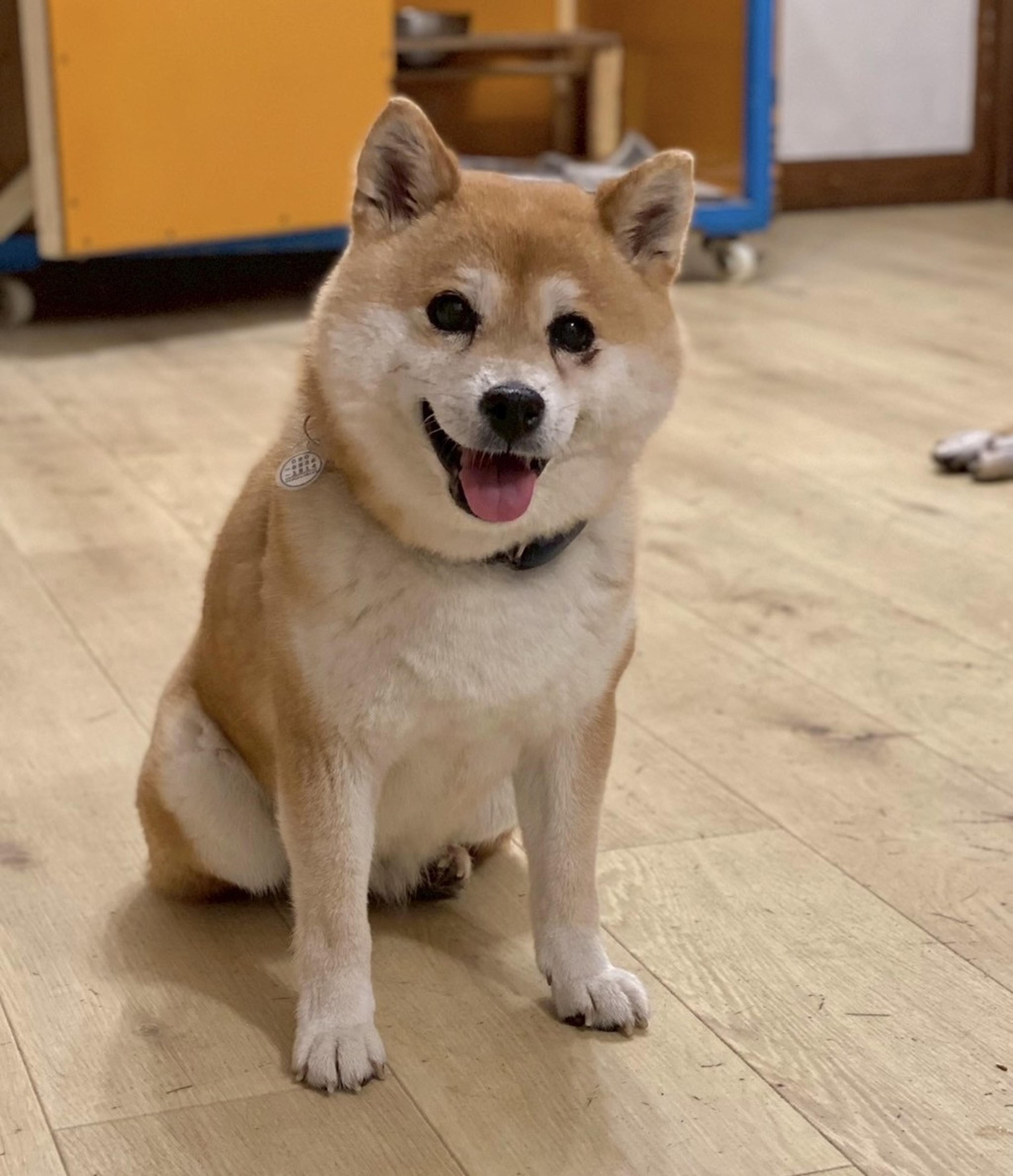 pet-image-9