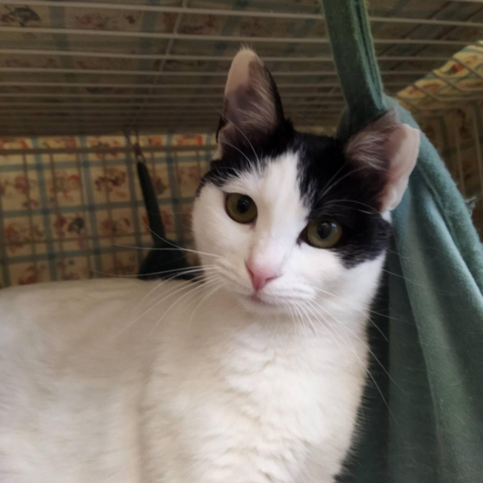 pet-image-2