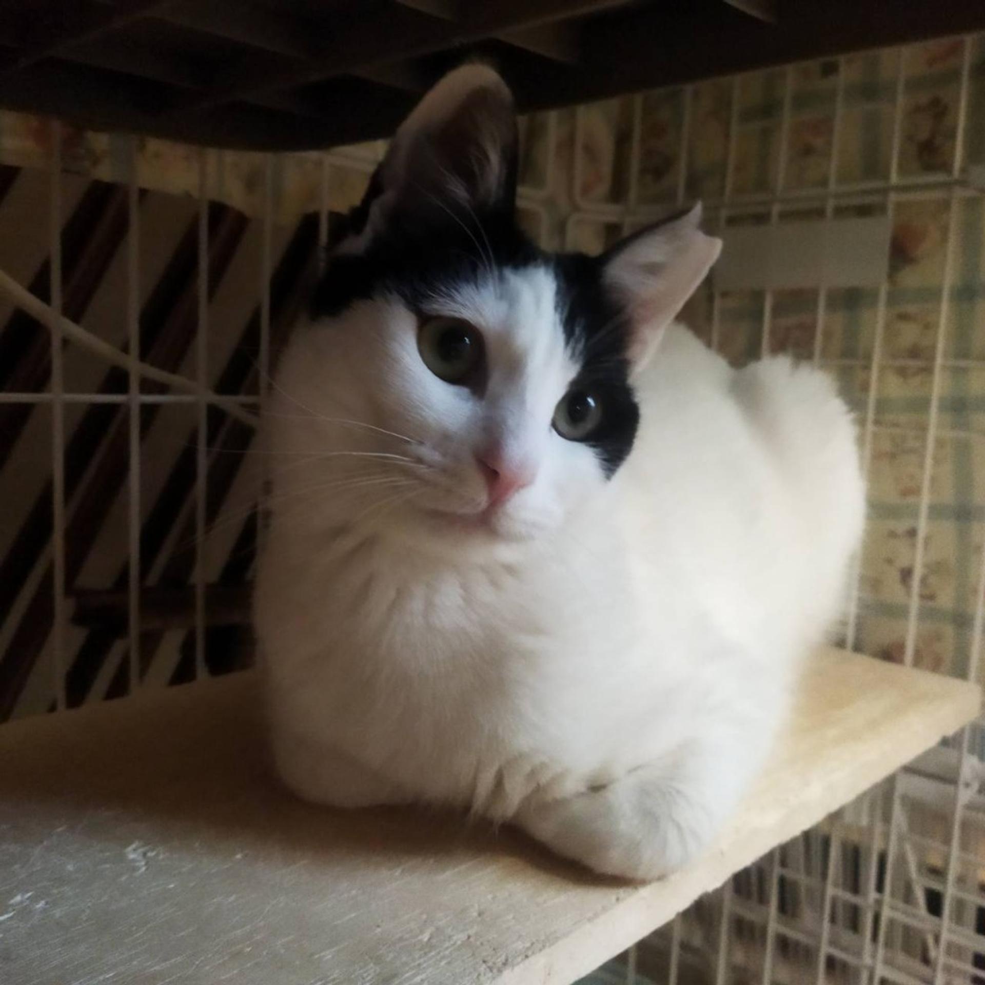 pet-image-4