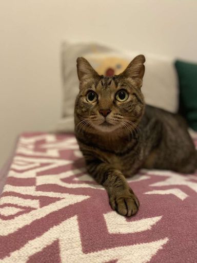 雑種（ミックス猫）・メスの里親募集の写真